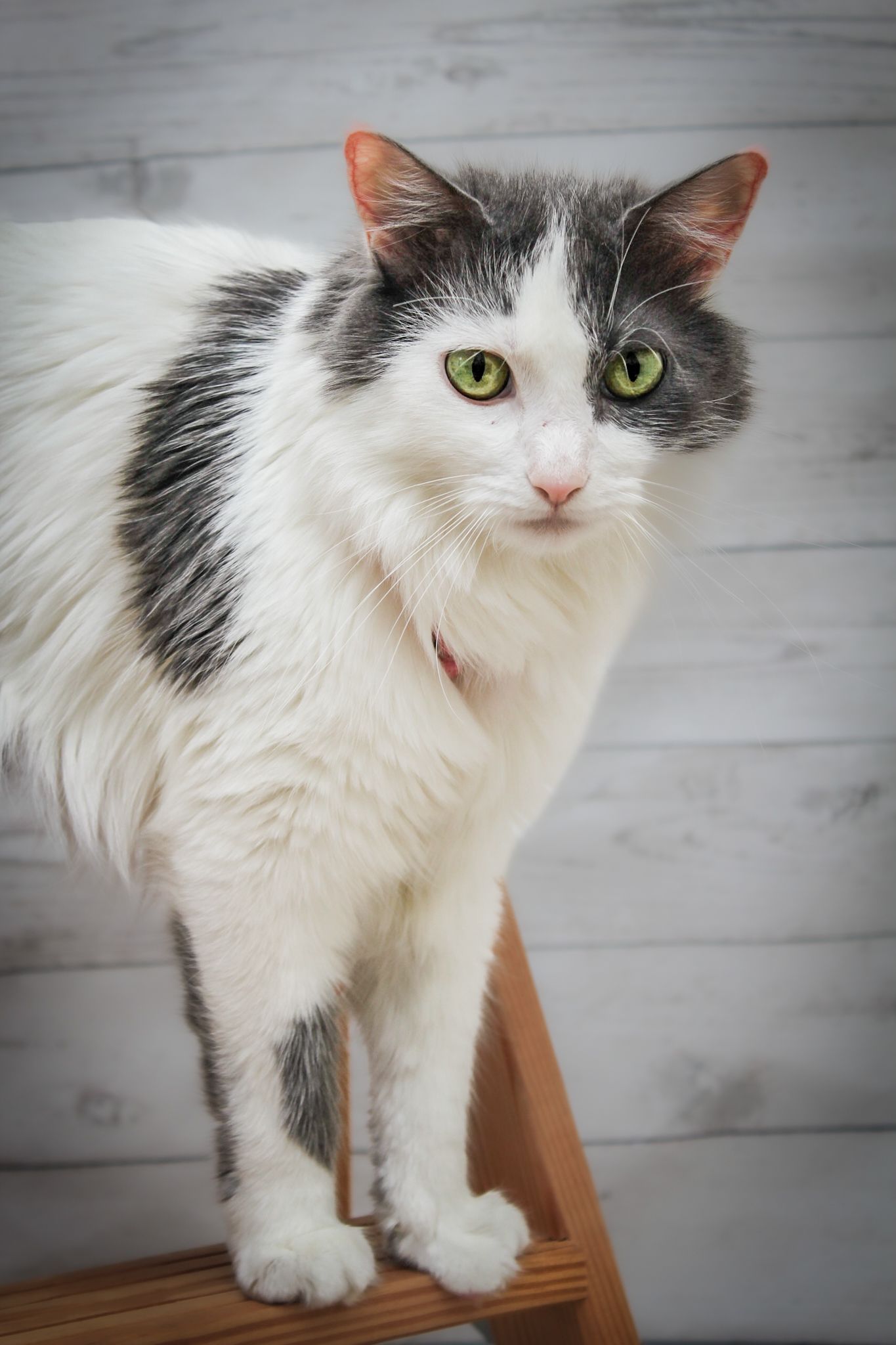 Long-haired grey and white cat with bright green eyes sitting on wooden stool.