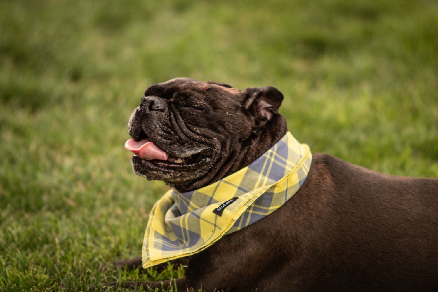 Dark-colored bulldog wearing yellow argyle bandana sitting on grass.