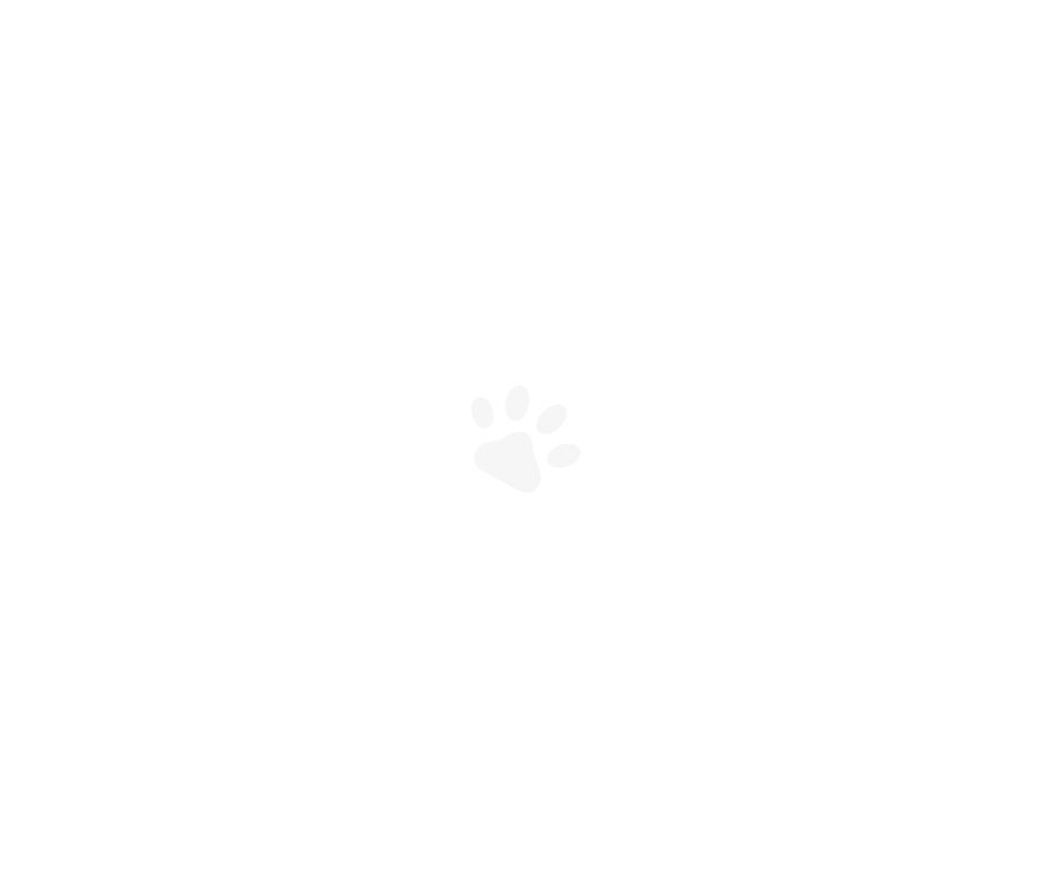 Simple dog paw print icon in white against plain backdrop.