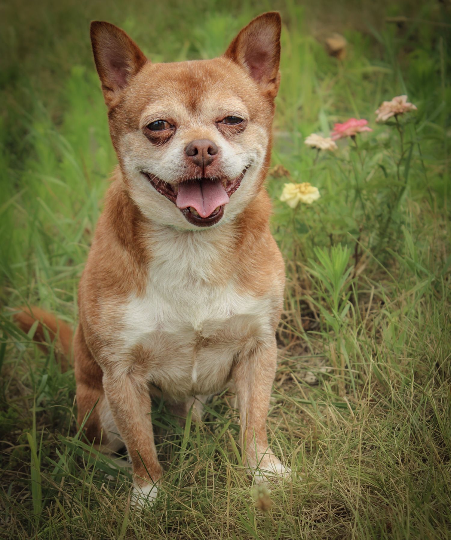 Happy Chihuahua mix dog with tan fur smiling in a garden with flowers.