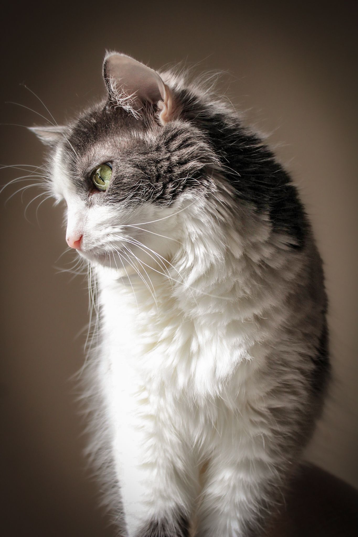 Dramatic portrait of a fluffy grey and white cat with striking green eyes.