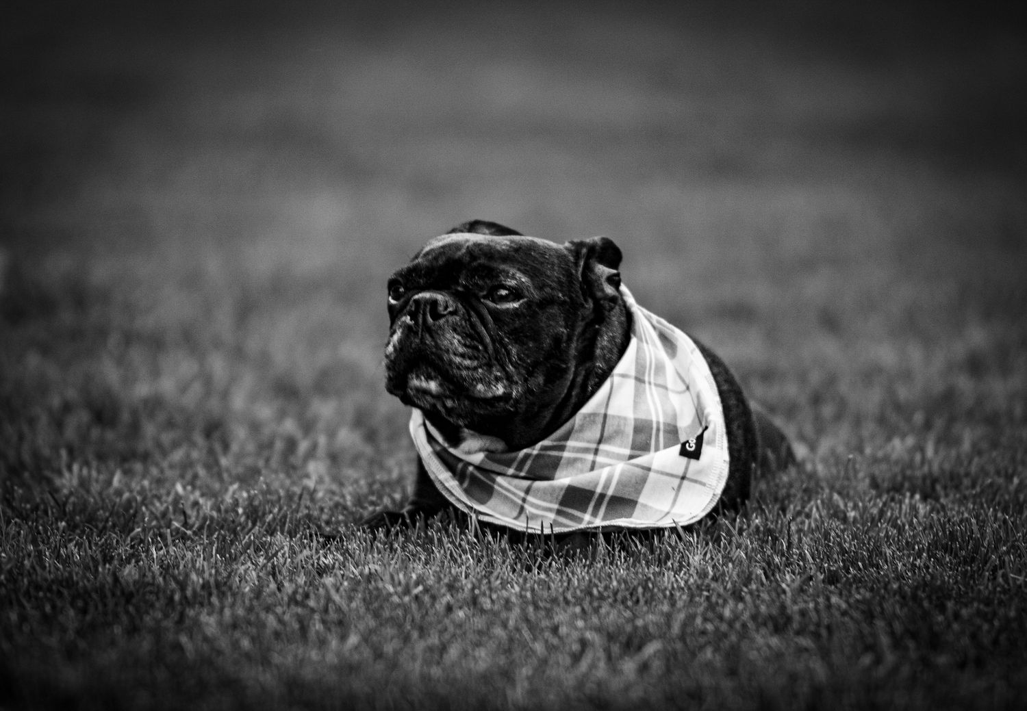 Black pug wearing a plaid bandana lounges on grass in black and white photography.