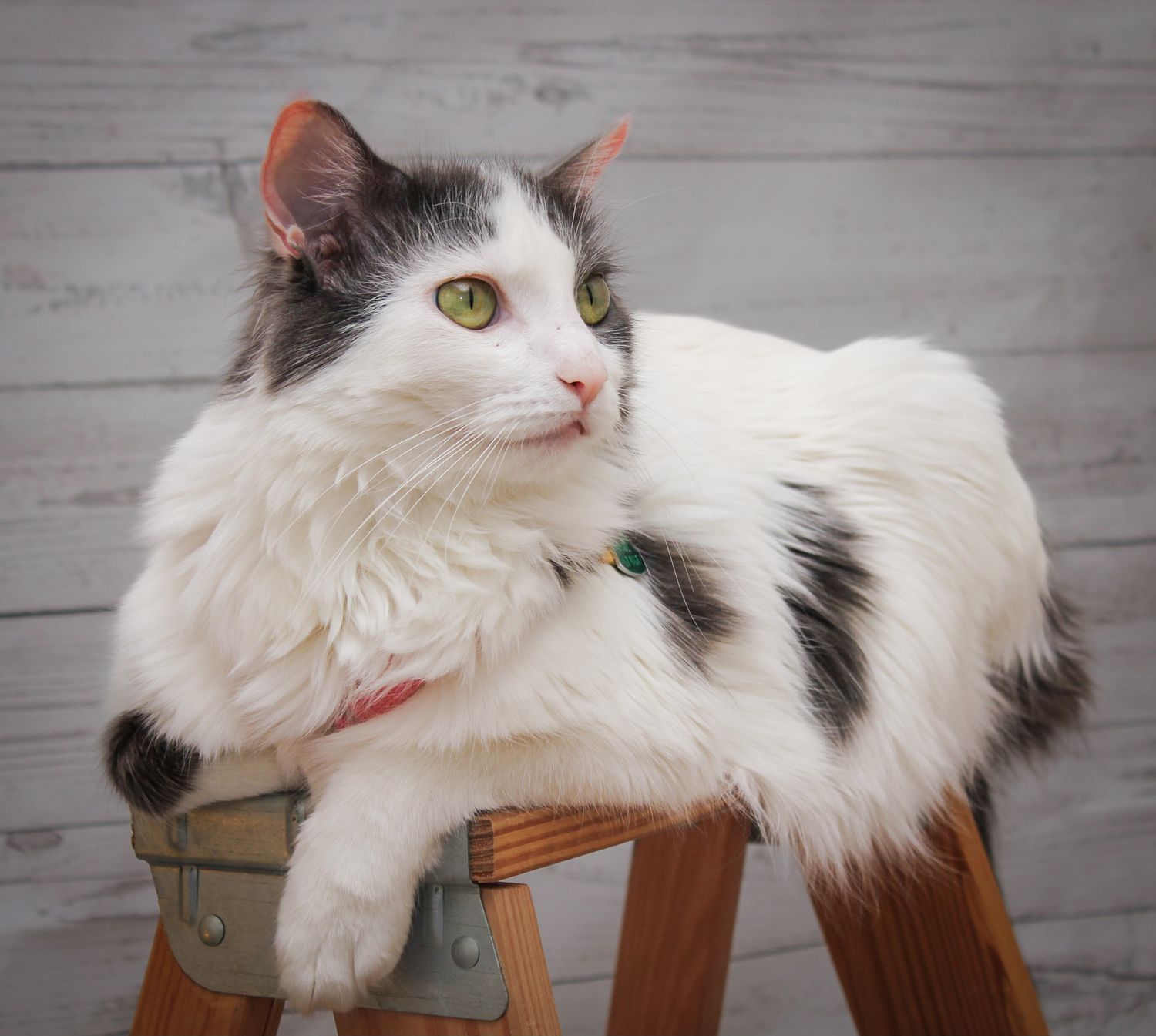 Long-haired grey and white cat lounging on a wooden stool.