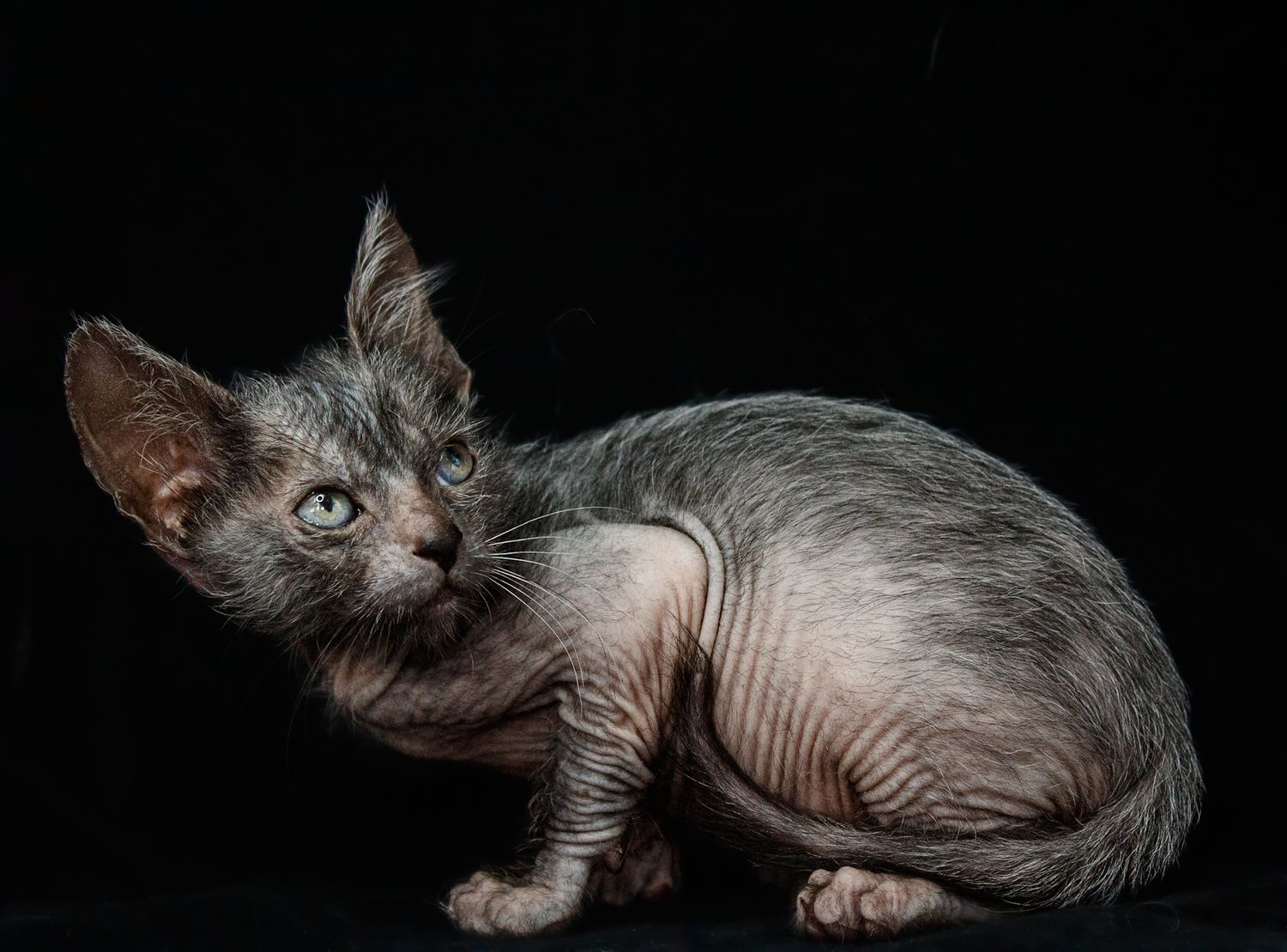 A Sphynx cat with gray fur photographed against a black background.