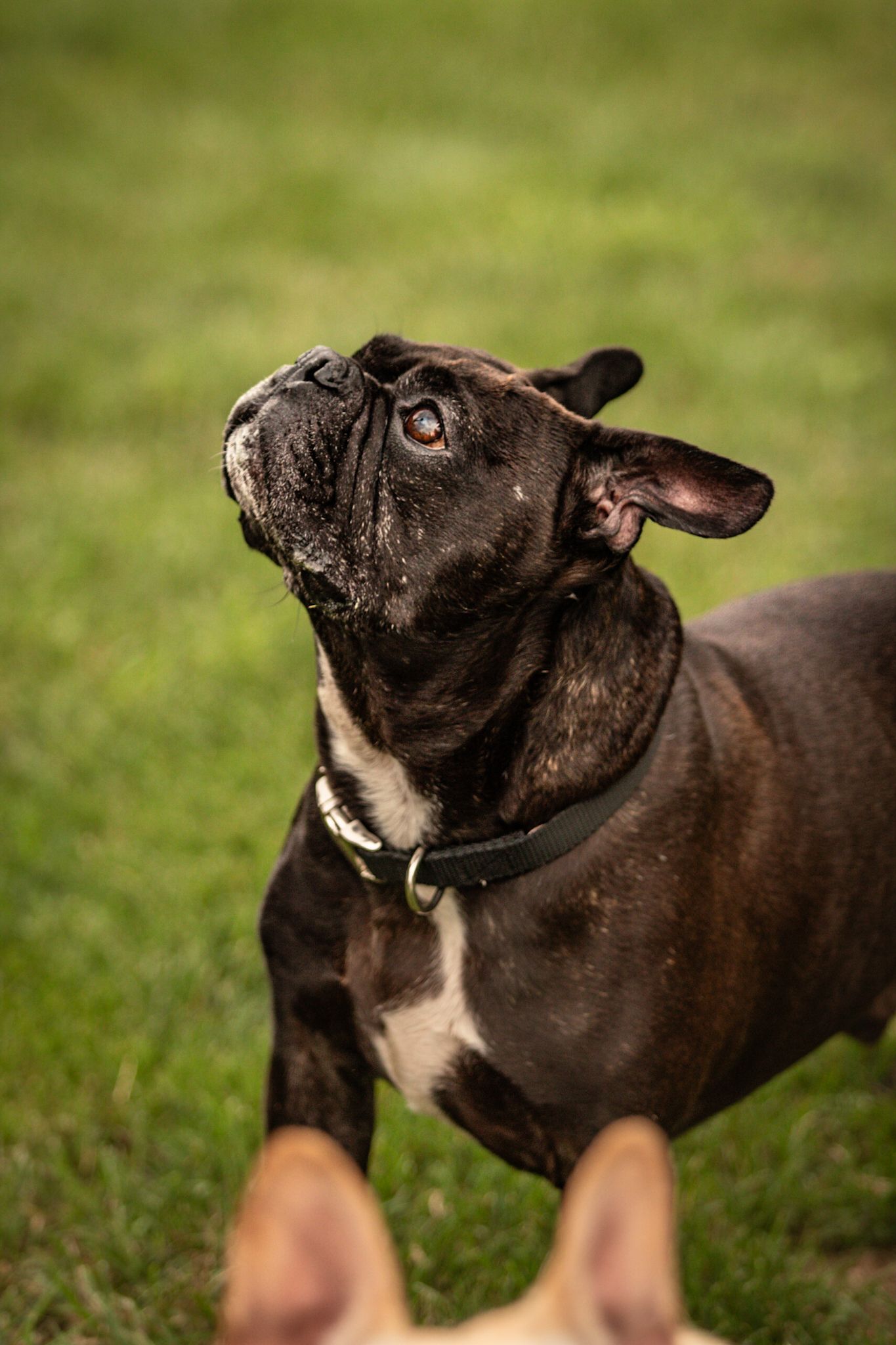 Close up portrait of a dark brindle French Bulldog looking up outdoors.