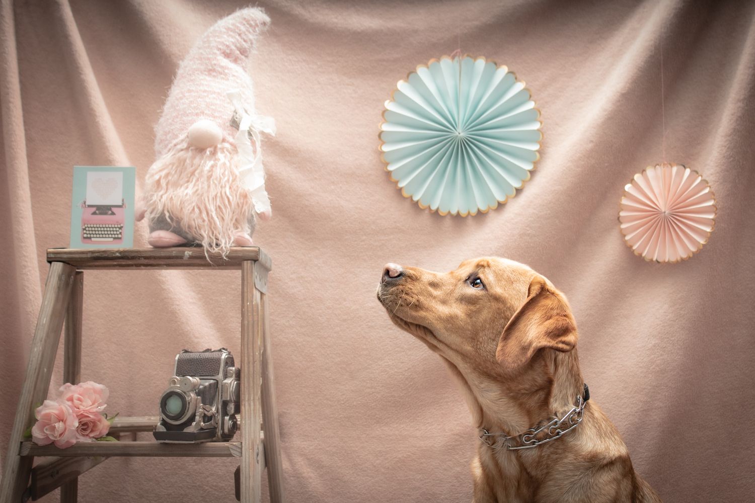 A Yellow Labrador Retriever looks up at paper decorations while posing next to a vintage ladder setup.