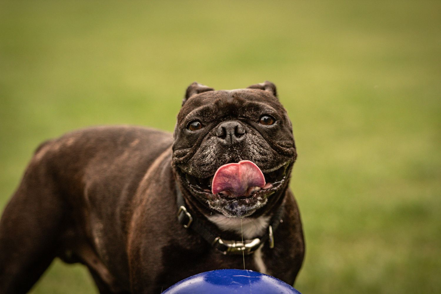 Close up of a dark bulldog with tongue out playing with a blue ball.