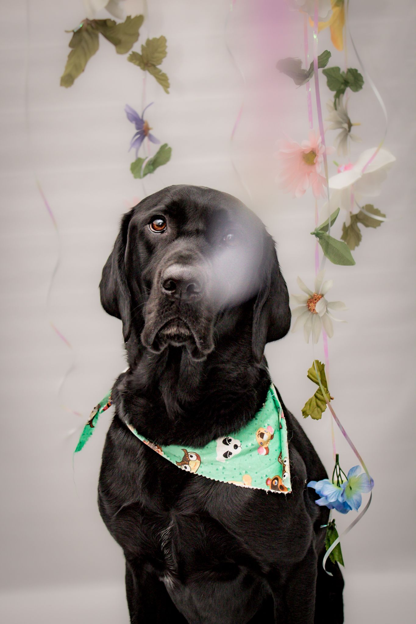 A black Labrador dog wearing a mint green bandana with butterfly decorations.