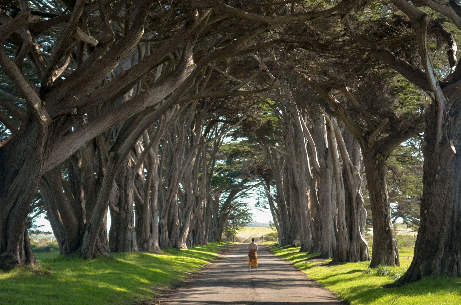 Tree-lined road creates natural tunnel with person walking in distance.