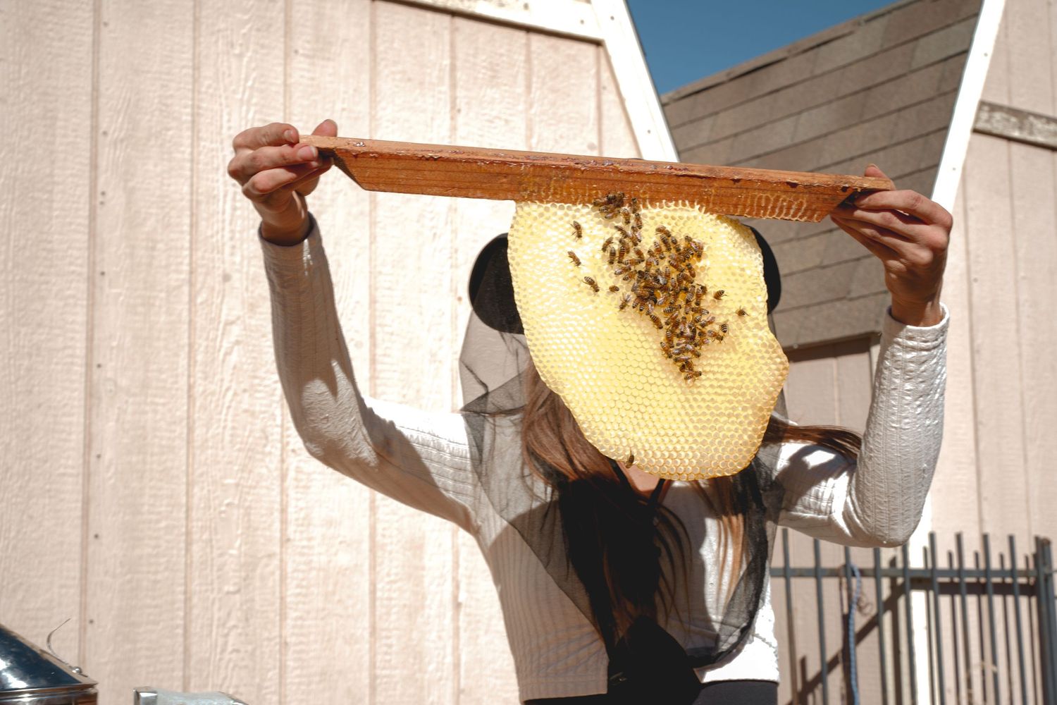 Person examining honeycomb frame from beehive against white building in sunlight.