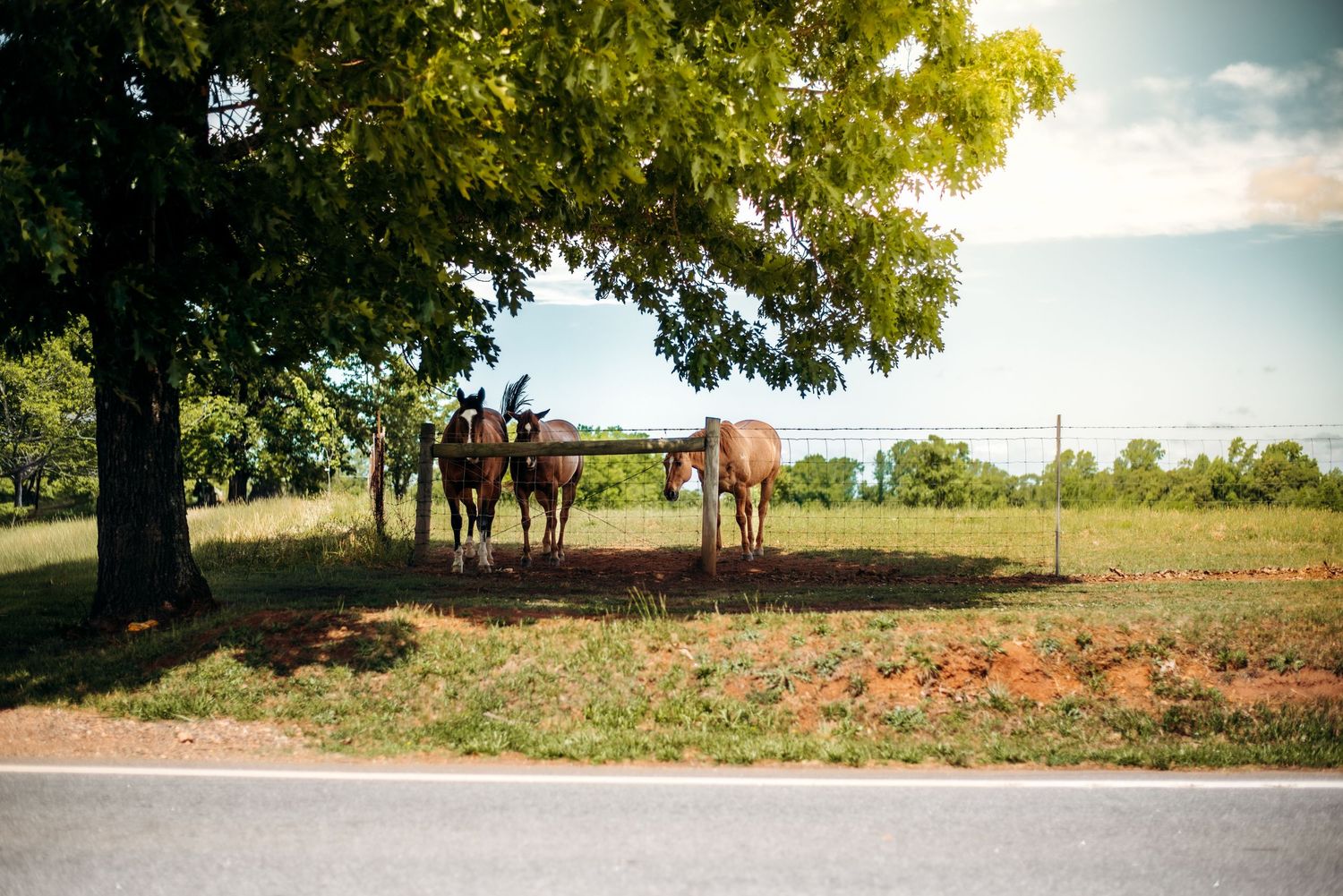 Three horses standing under a large tree beside a rural road on a sunny day.
