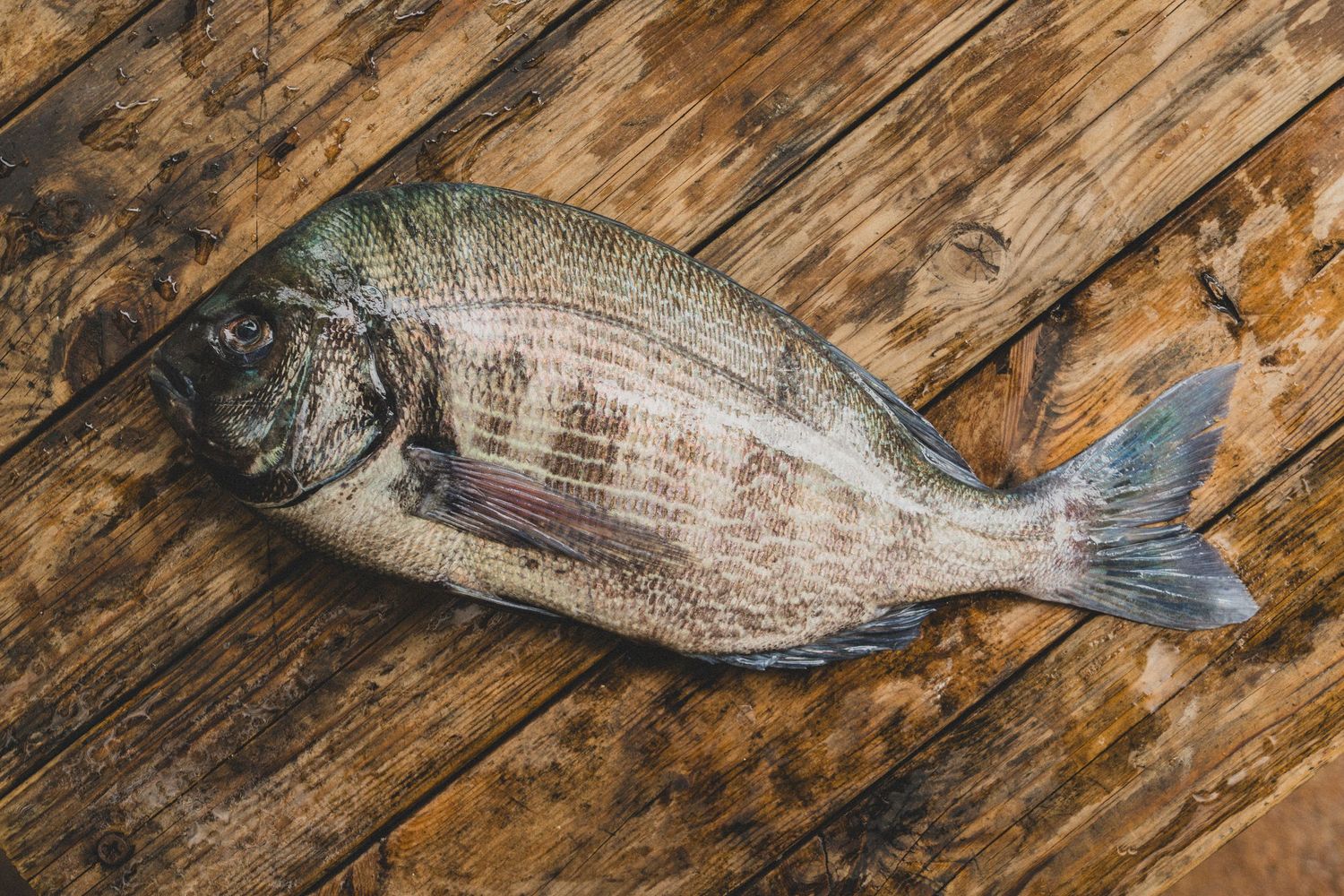 A whole fresh sea bream fish laid on a rustic wooden surface.