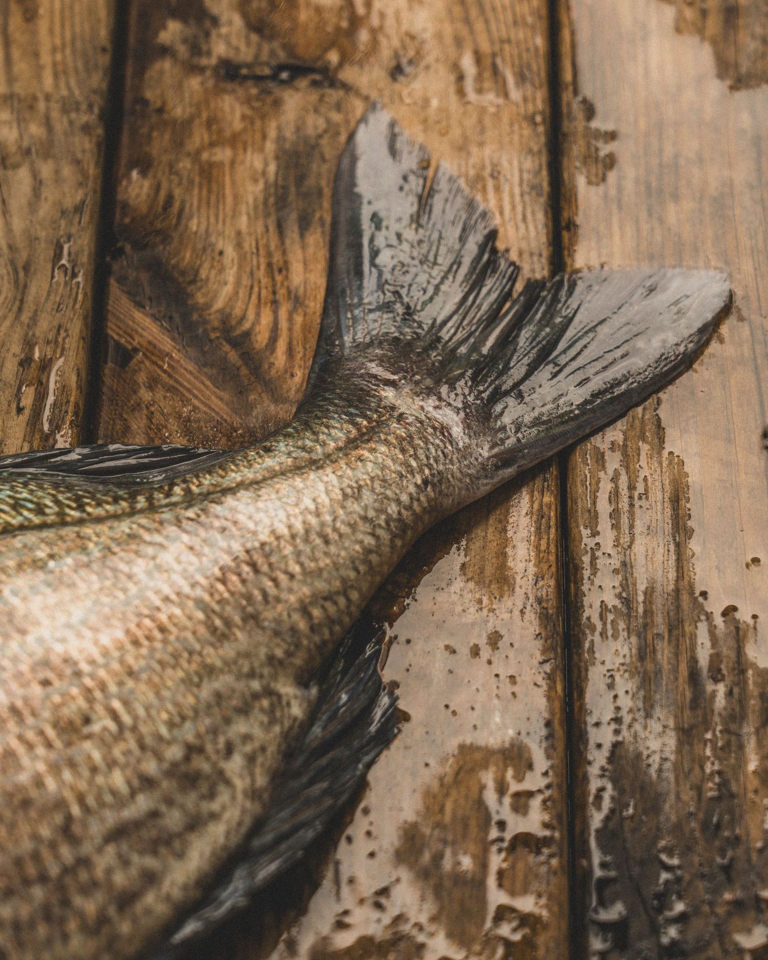 Close-up of a fresh fish tail resting on a rustic wet wooden surface, showcasing detailed scales and fins.