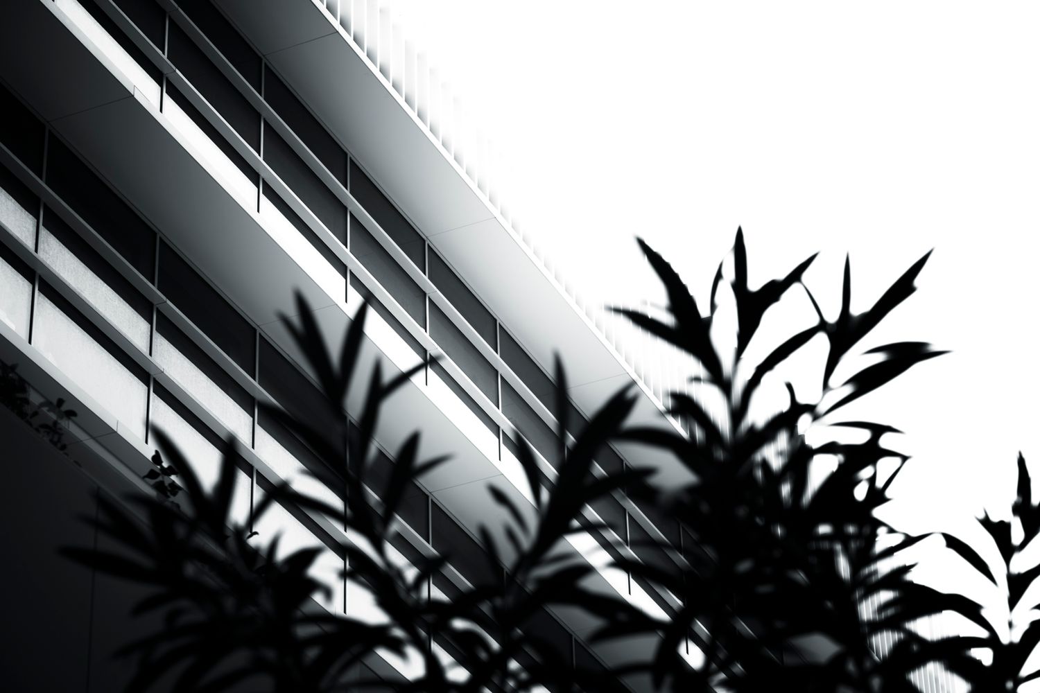 Black and white photo of modern building facade with silhouetted leafy branches in foreground against bright sky.