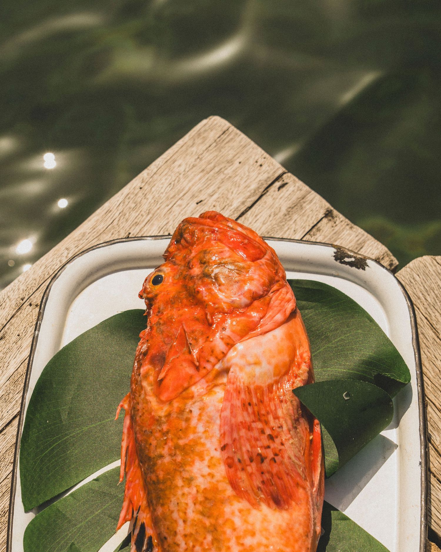 A vibrant orange rockfish freshly caught, resting on a green leaf in a white tray near water.
