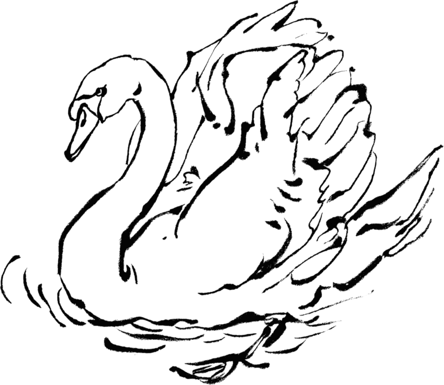 Black and white ink drawing of an elegant swan floating gracefully on water, with detailed feather textures.
