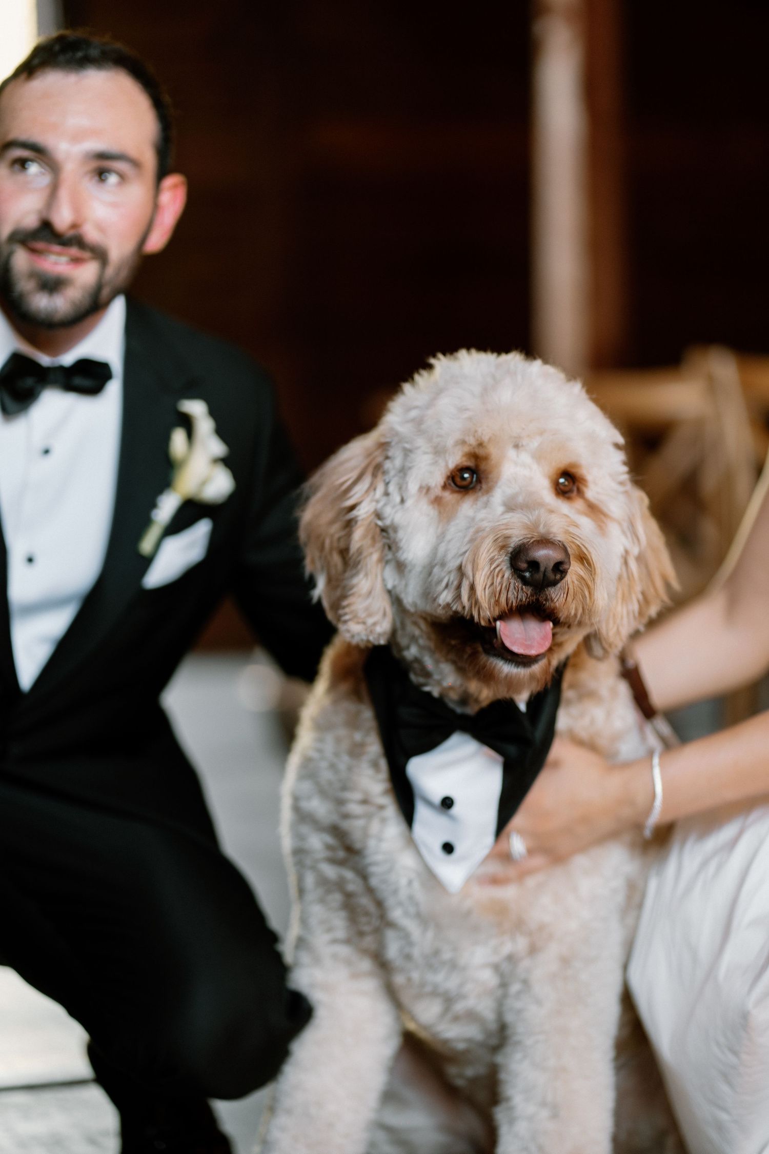 Adorable goldendoodle wearing a black tuxedo bow tie poses with bride and groom at wedding.