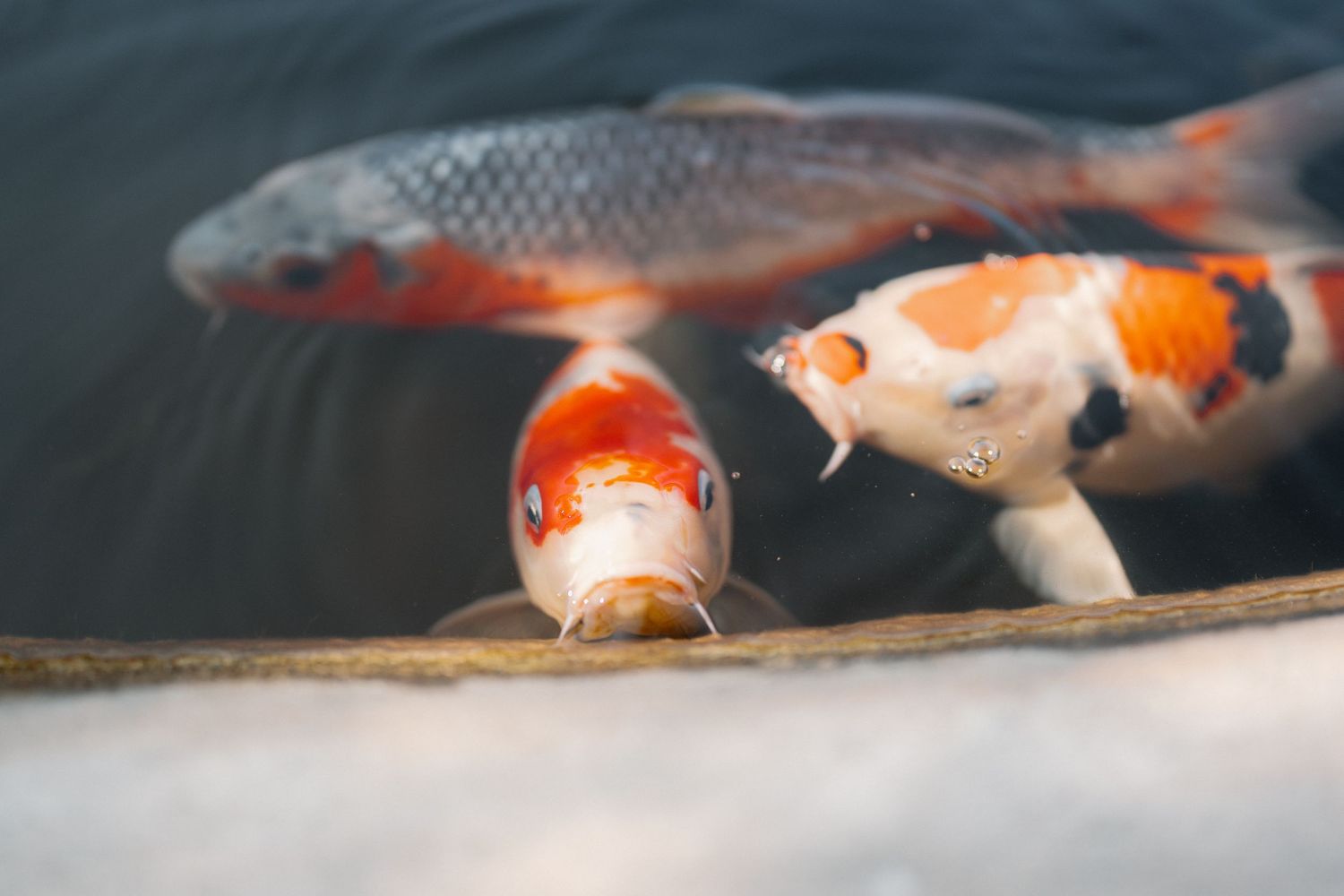 Two vibrant orange and white koi fish swimming at the surface of a calm pond.