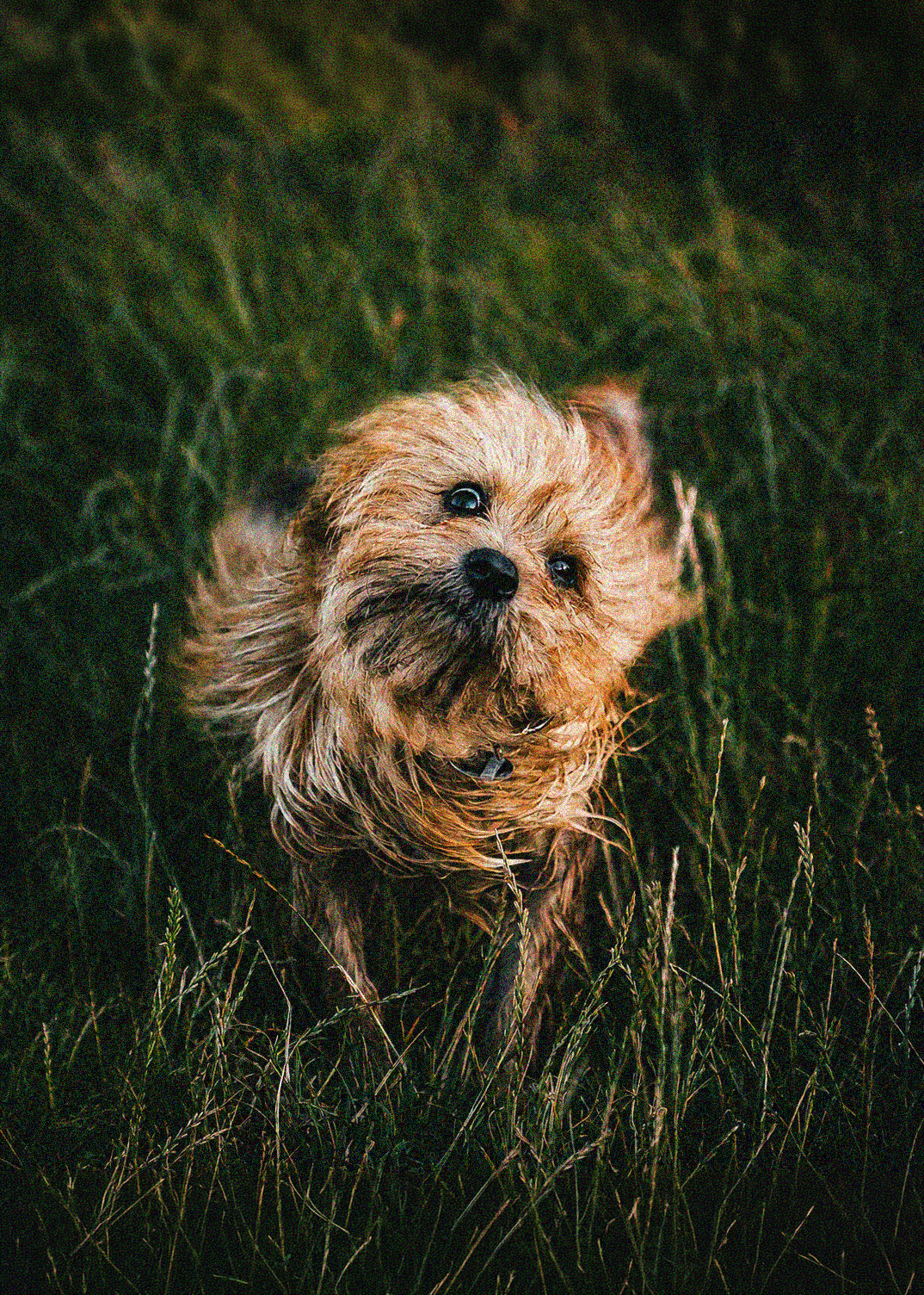 Kleiner Hund sitzt im grünen Gras und blickt in die Kamera