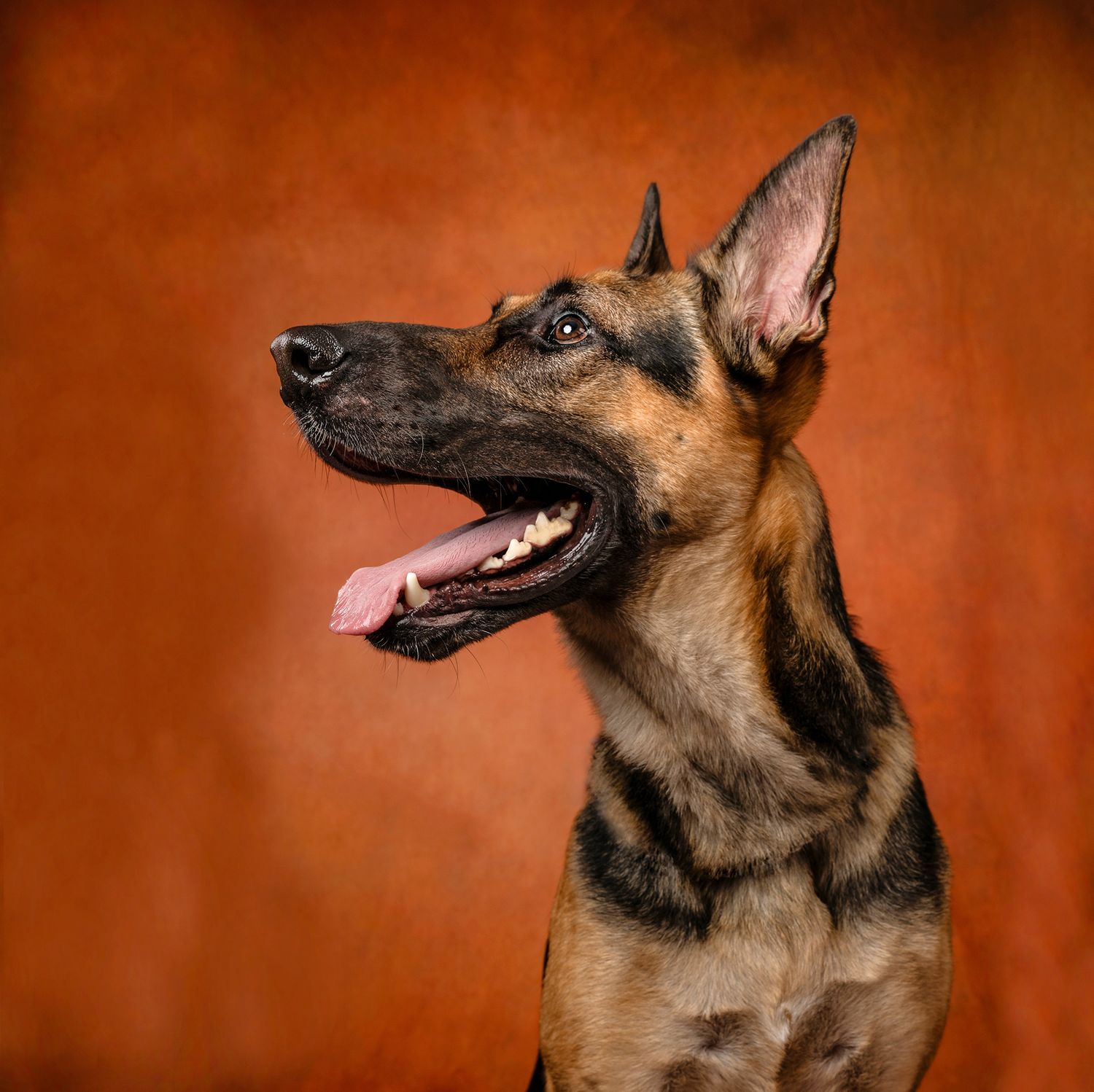 Alert German Shepherd dog with open mouth against a warm orange studio backdrop.