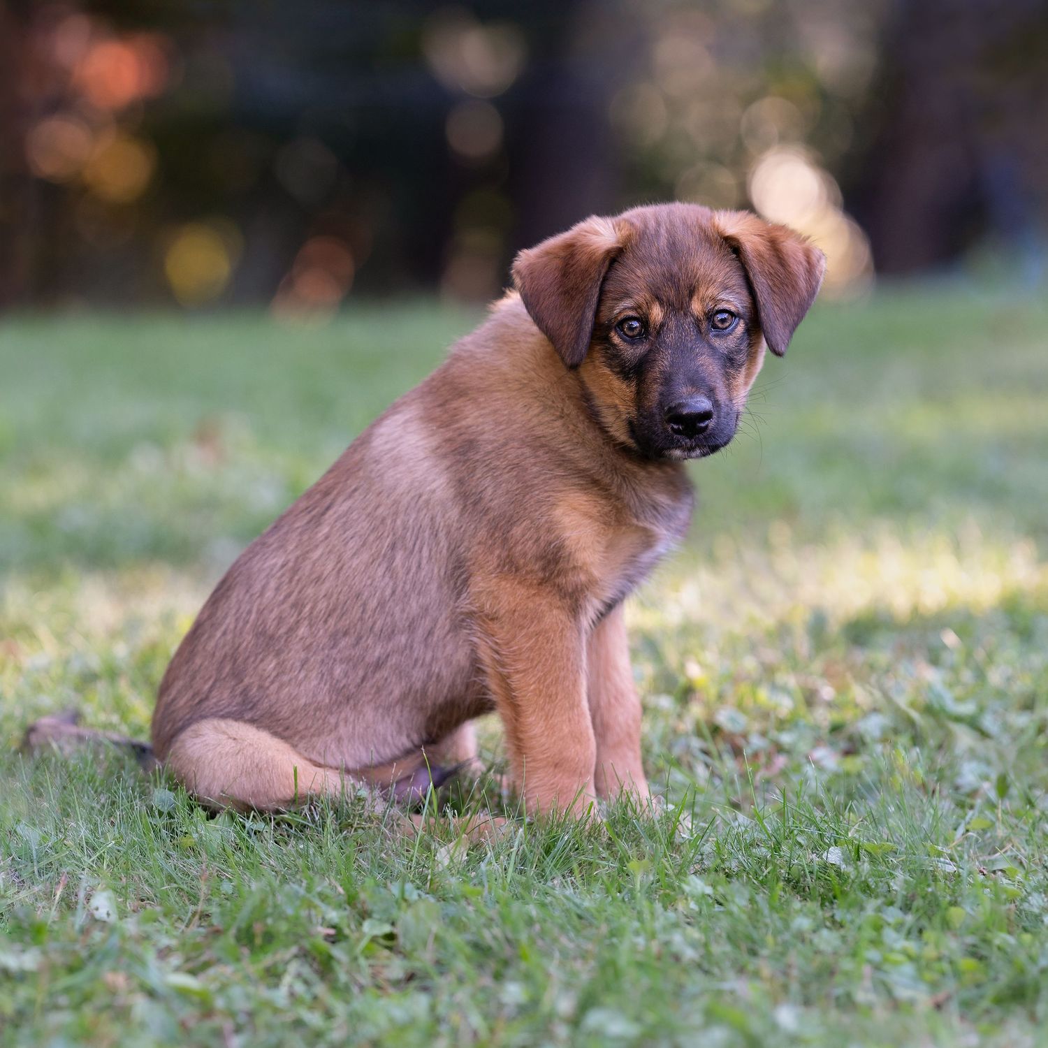 An adorable brown puppy sits on green grass outdoors, looking curiously at the camera with big expressive eyes.