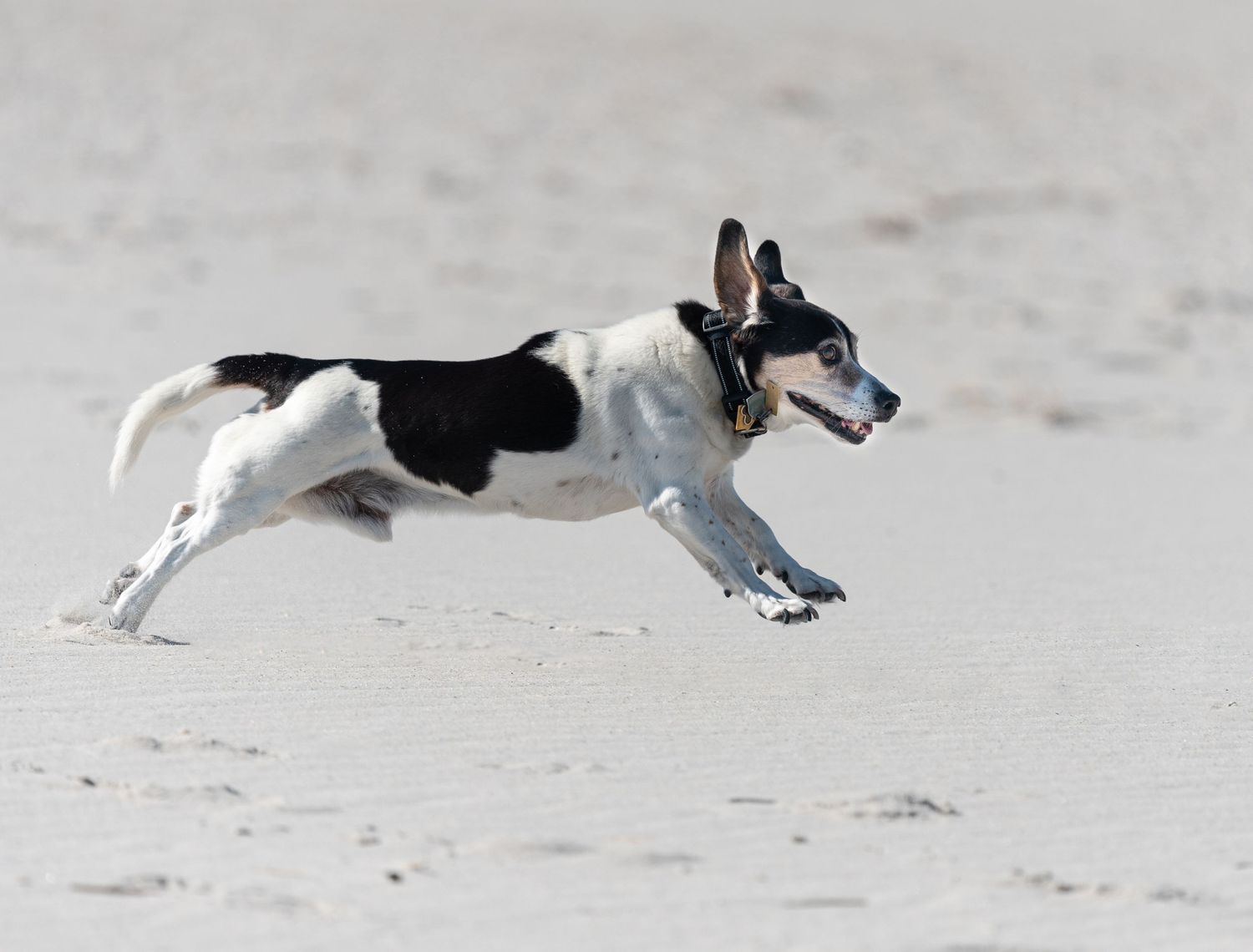 Black and white dog running and jumping on a sandy beach.