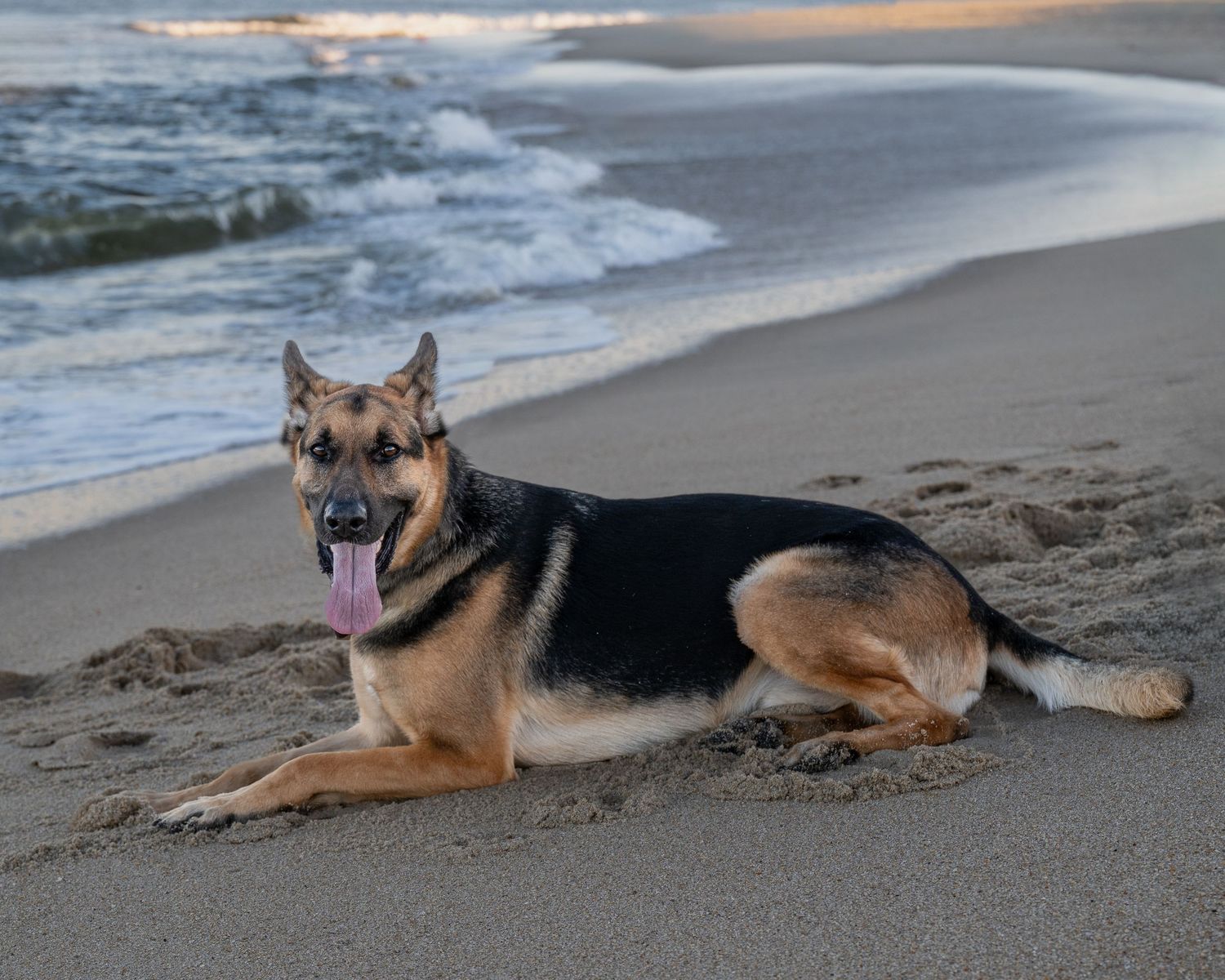 A happy German Shepherd dog rests on a sandy beach with ocean waves in the background at sunset.