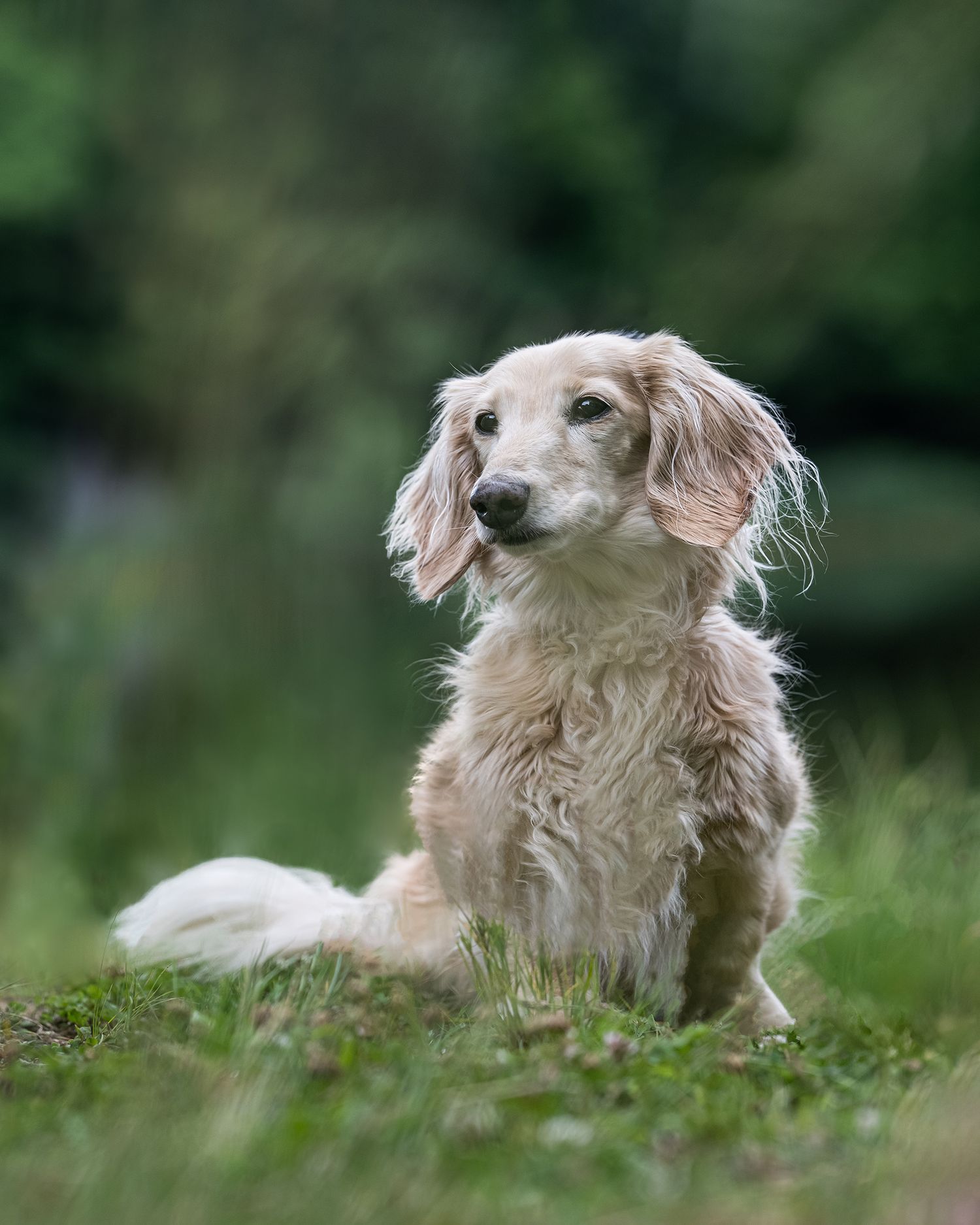 A fluffy cream-colored long-haired Dachshund sits gracefully on green grass with a soft bokeh background.