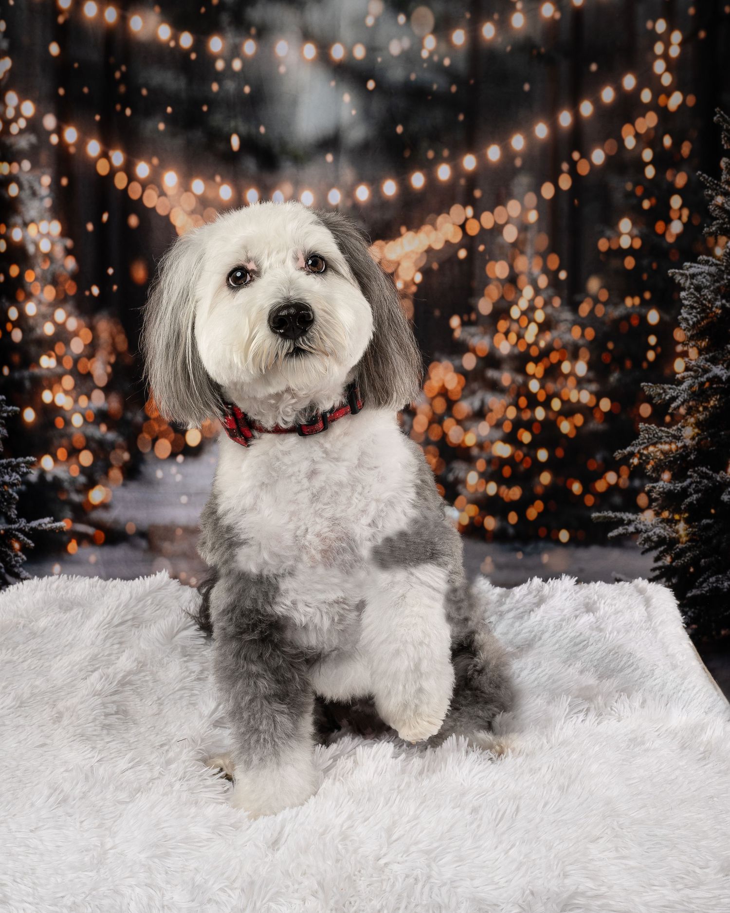 Fluffy gray and white dog wearing a red collar sits on white fur rug with bokeh Christmas lights backdrop.