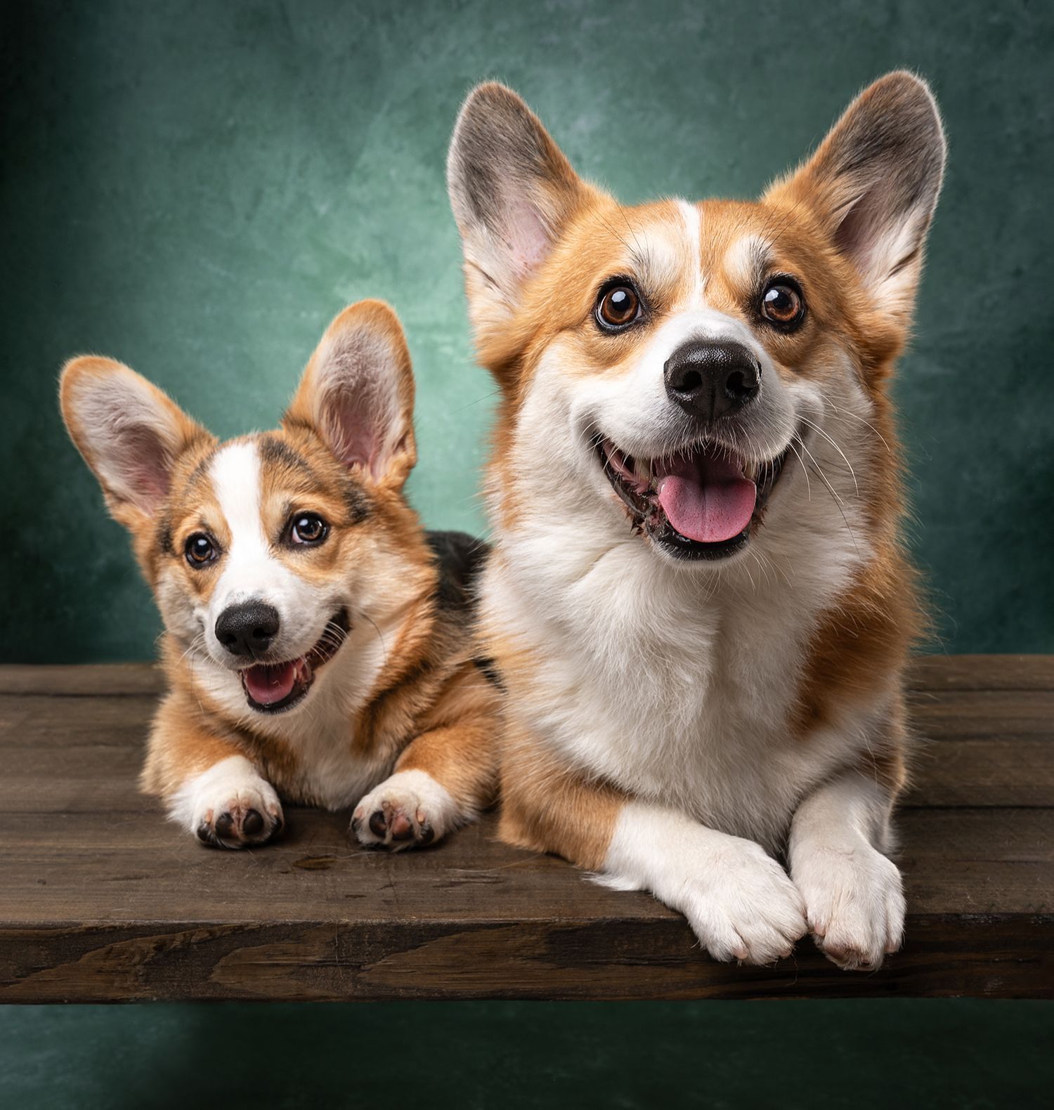 Two happy Pembroke Welsh Corgi dogs posing together on a wooden surface against a green background.
