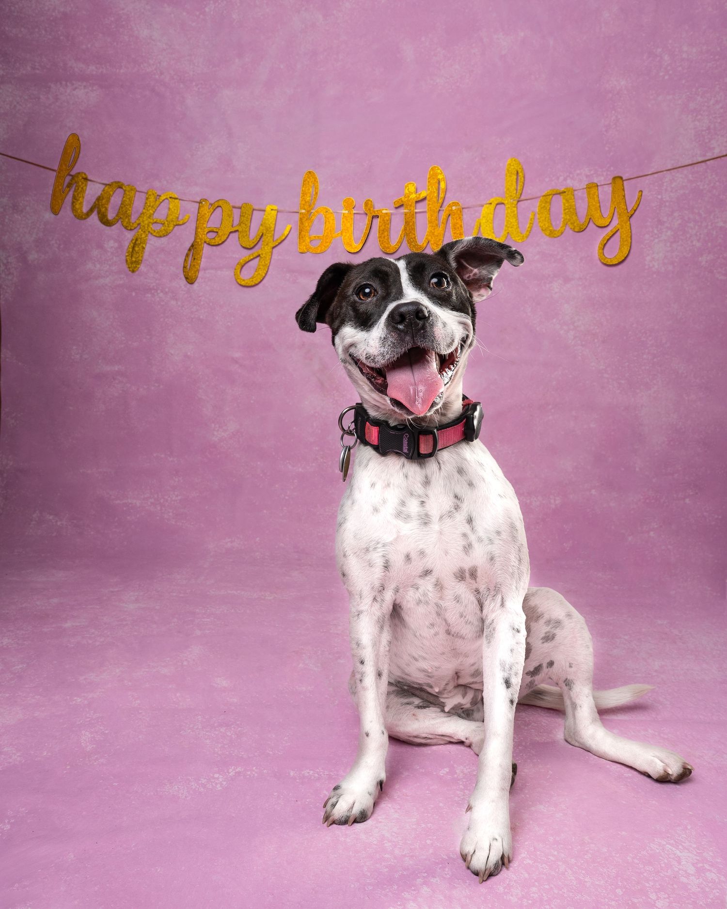 White and black spotted dog sitting under a gold glittery happy birthday banner on a pink background.