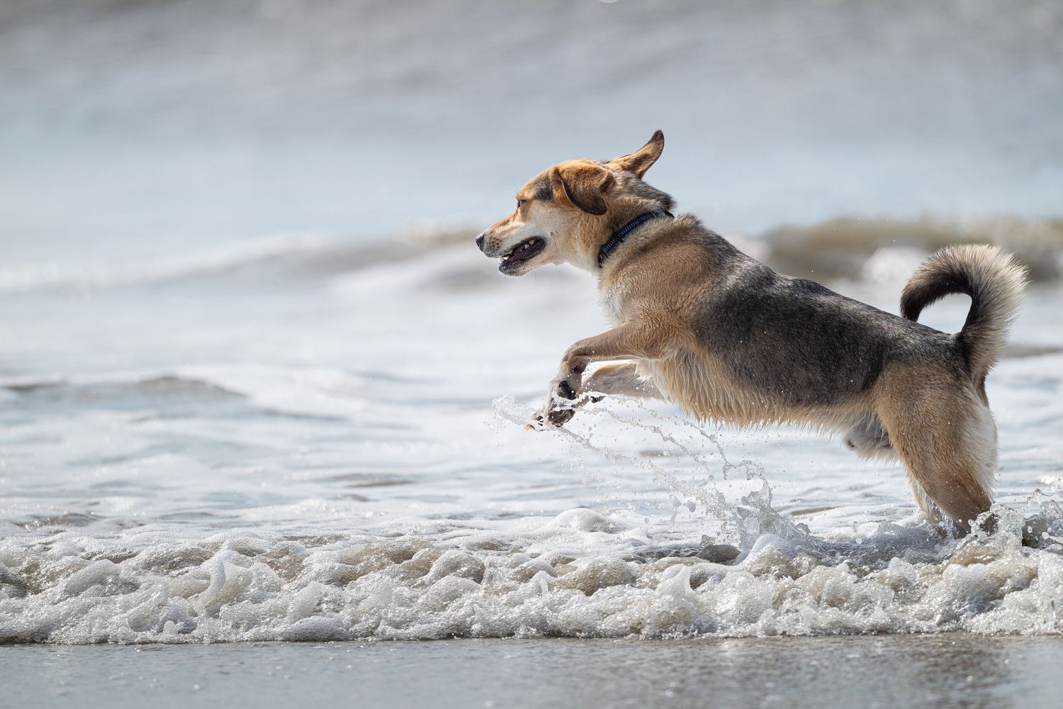 An energetic dog leaps through ocean waves on a sandy beach.
