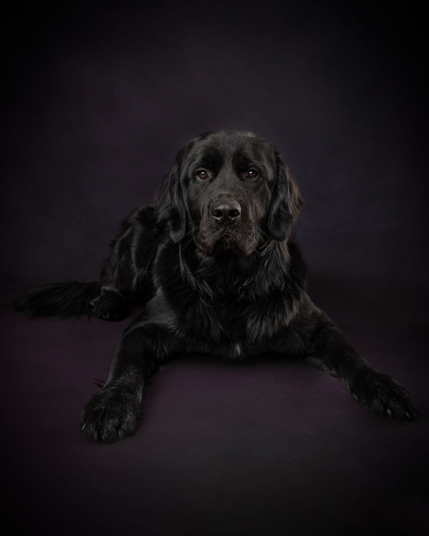A majestic black Labrador lies calmly against a dark studio background.