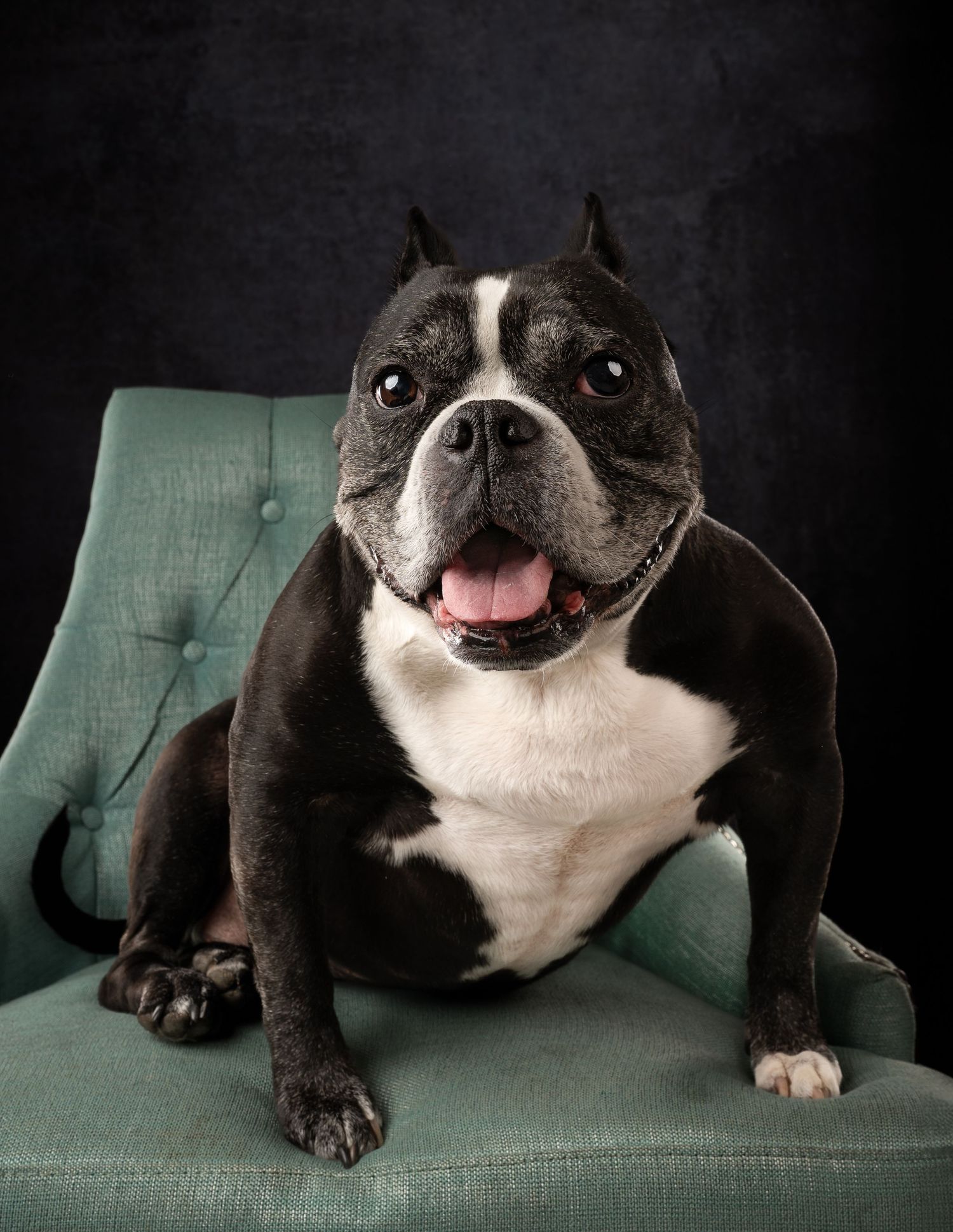 A black and white mix breed sits proudly on a teal tufted chair against a dark studio backdrop.