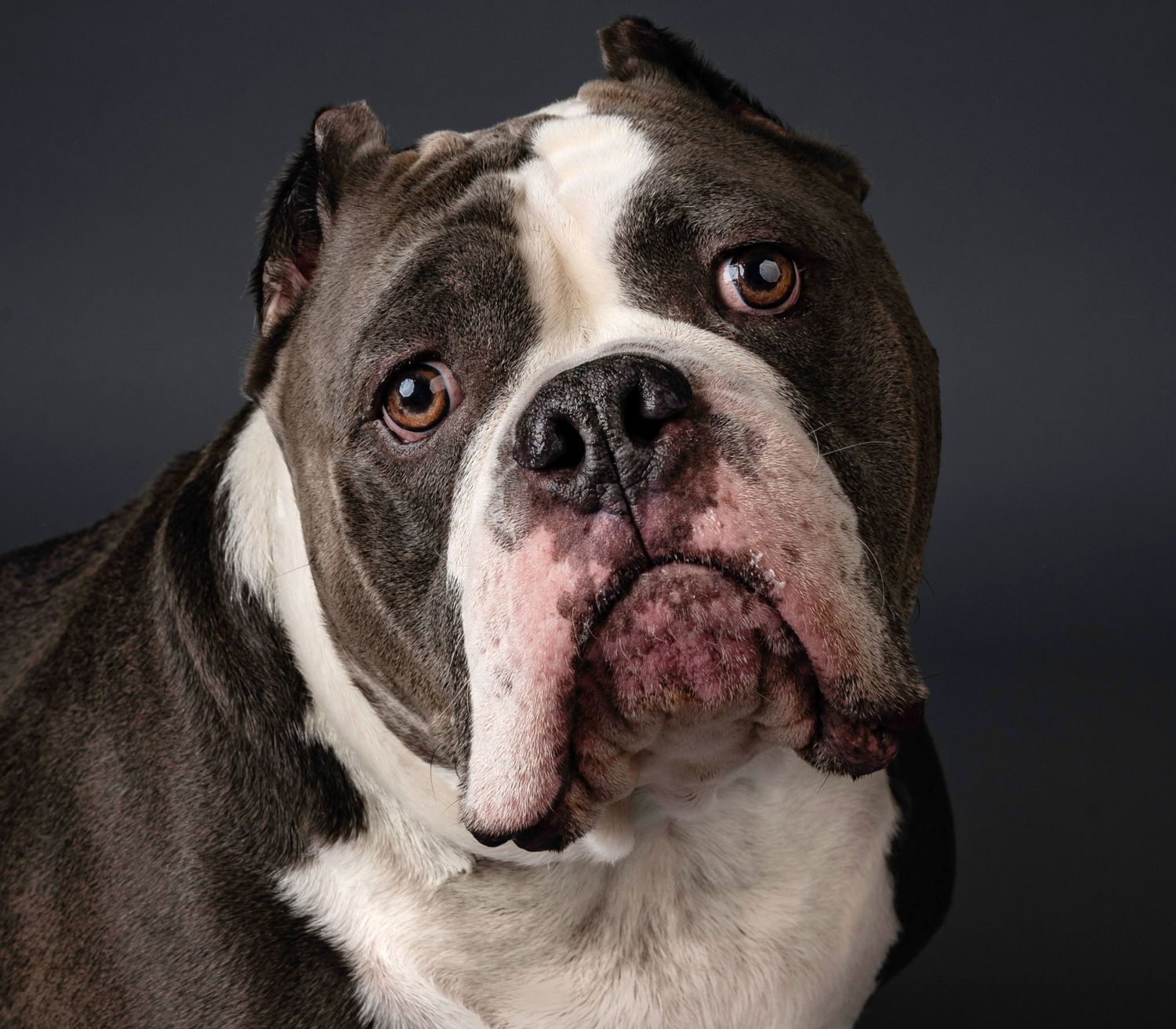 Close-up portrait of a gray and white English Bulldog with soulful brown eyes on dark background.