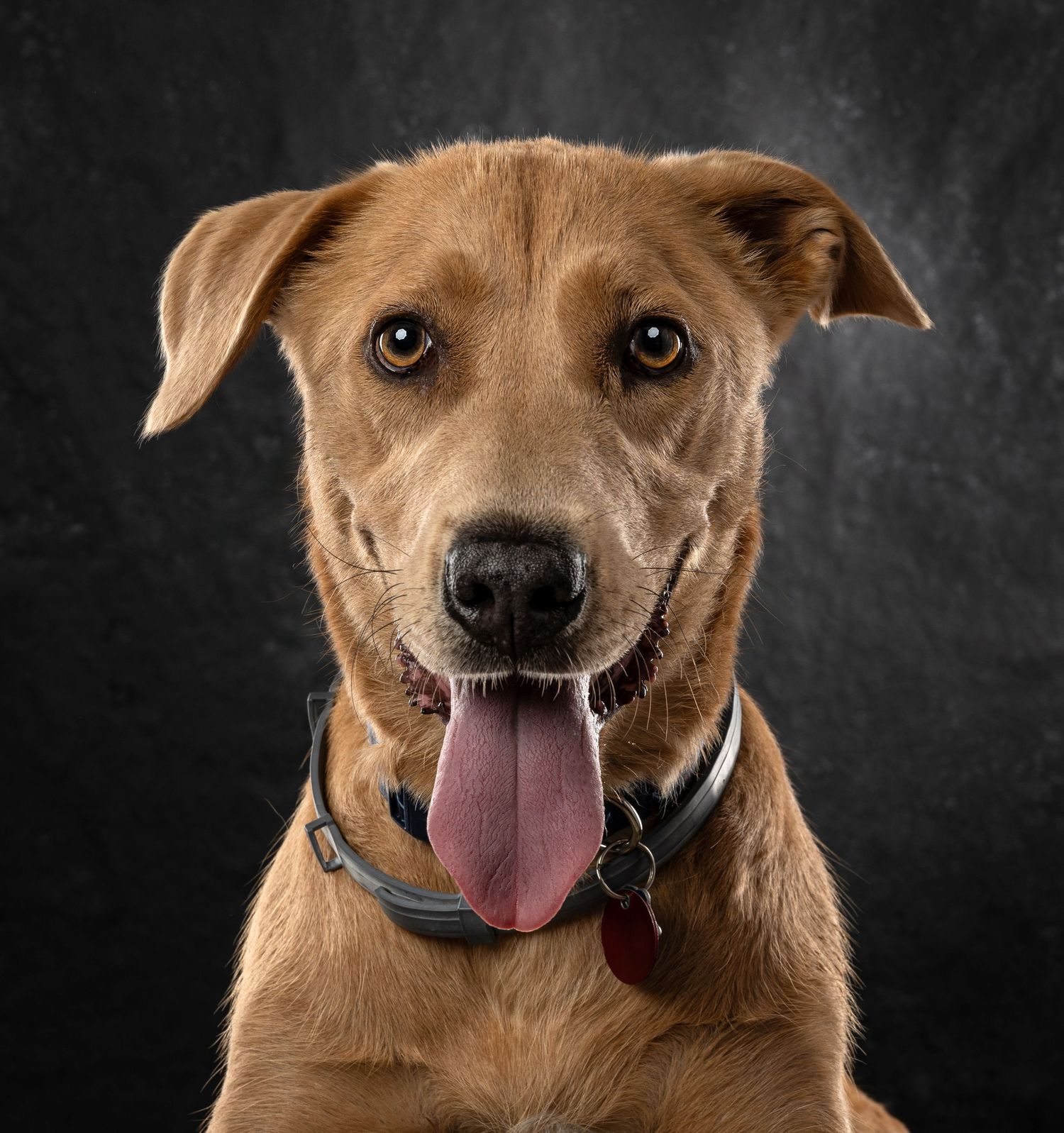 A smiling golden-brown dog with a red tag collar poses against a dark studio background.