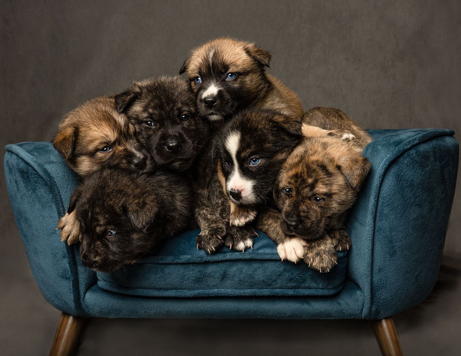 Six adorable mixed-breed puppies cuddle together on a small teal velvet sofa against a gray studio background.