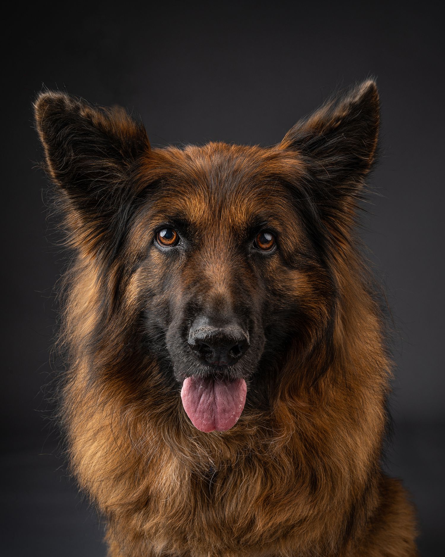 A majestic long-haired German Shepherd with tongue out poses for a portrait on a dark background.