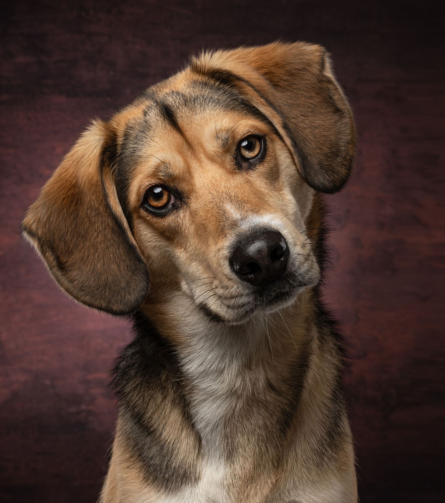 A close-up portrait of an adorable brown and tan mixed-breed dog with floppy ears on a dark studio background.