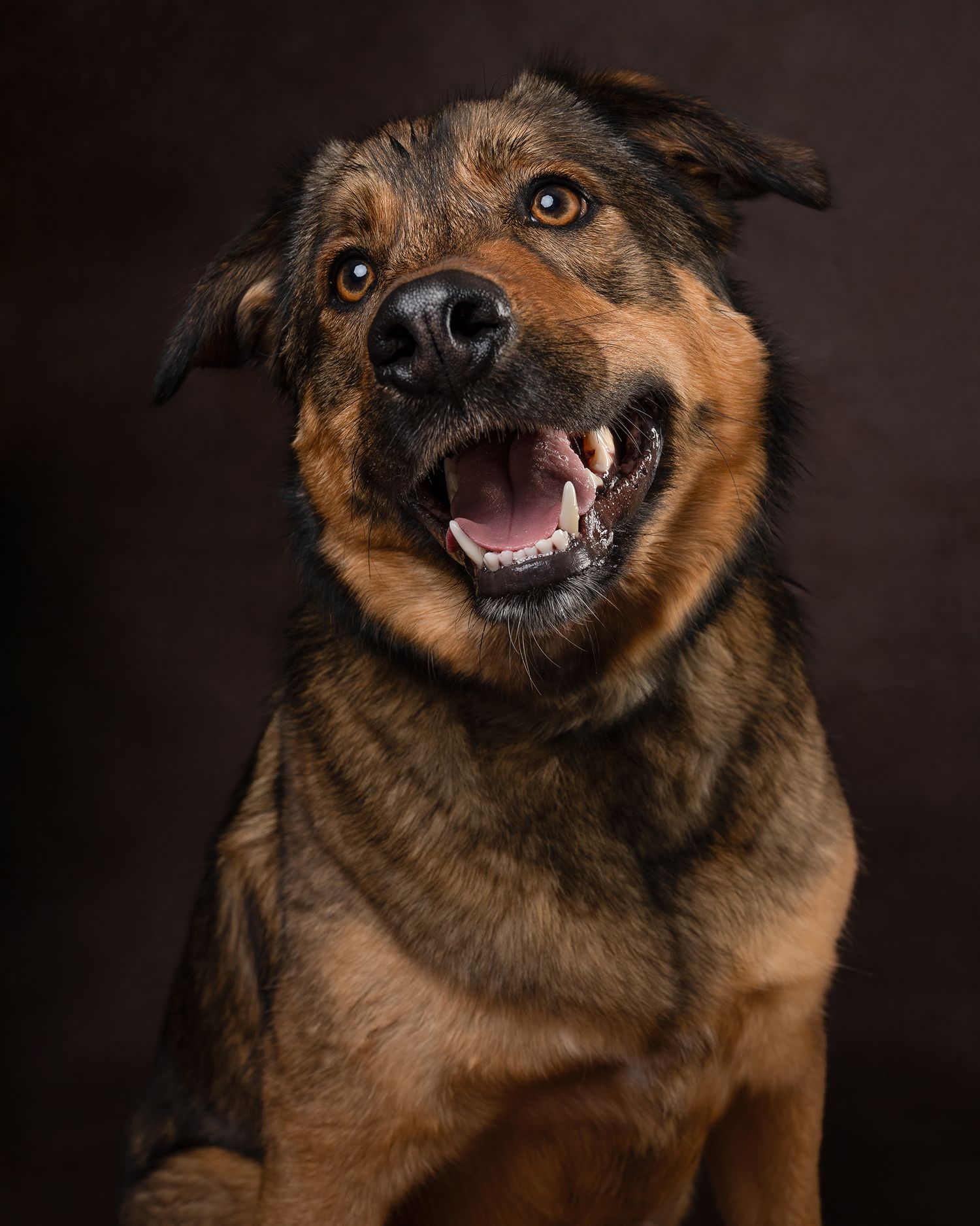 Happy brown and black German Shepherd mix with open mouth posing in studio portrait.