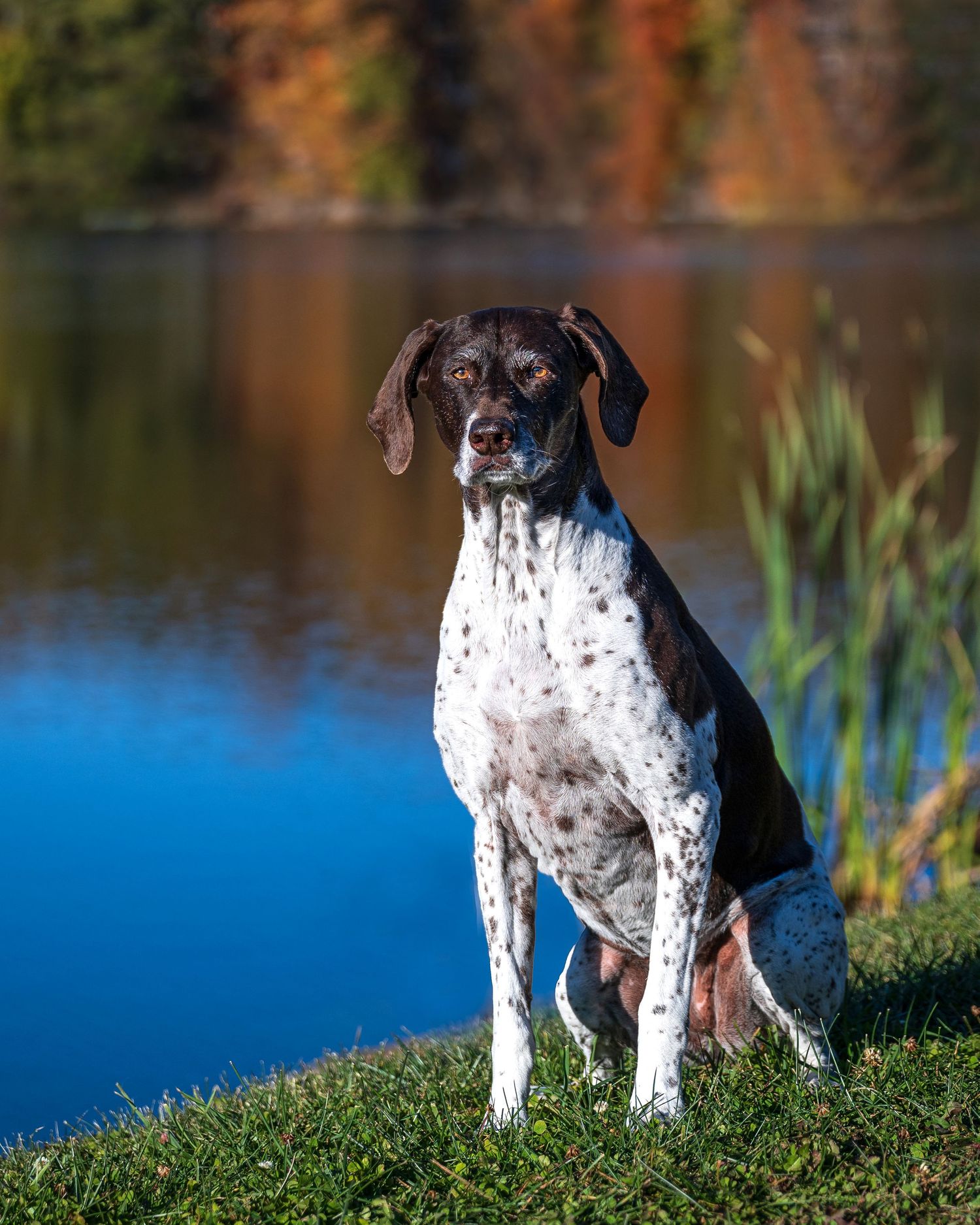 Spotted German Shorthaired Pointer sitting by a calm lake with autumn foliage.