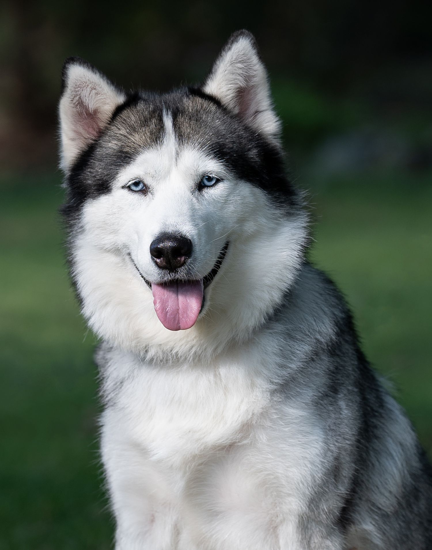 Close-up portrait of a Siberian Husky with striking blue eyes and tongue out.