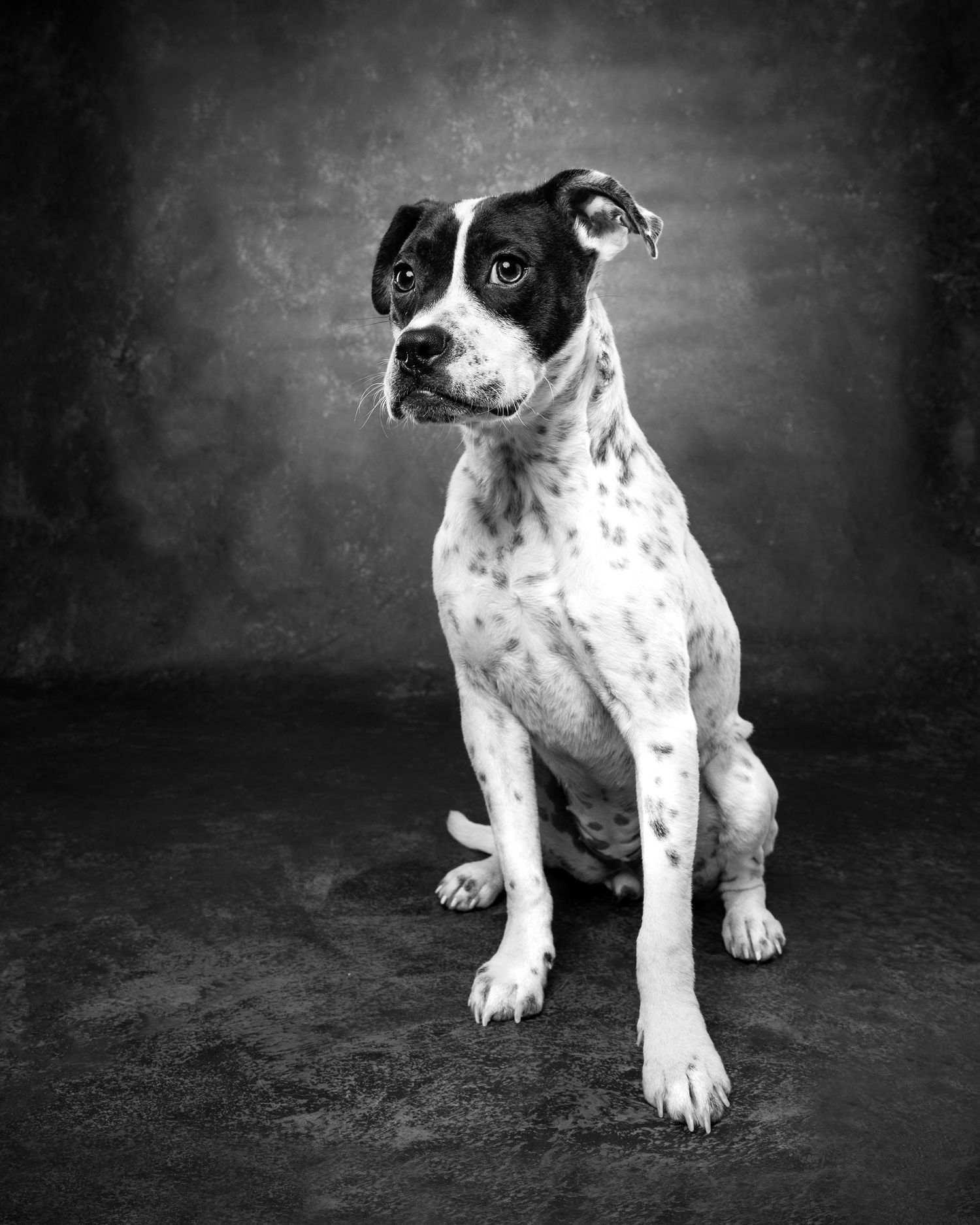 Black and white spotted dog sitting attentively in a classic black and white studio portrait.