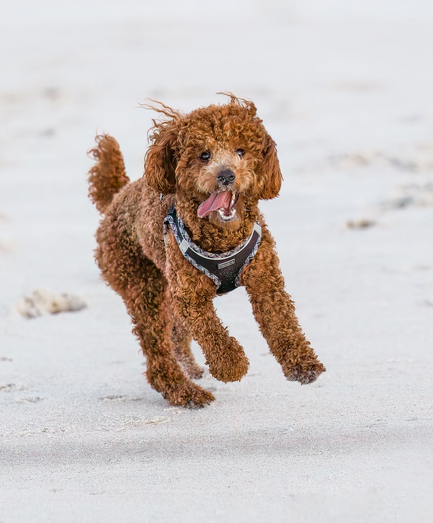 Adorable red curly-haired Poodle puppy running happily on a white sandy beach.