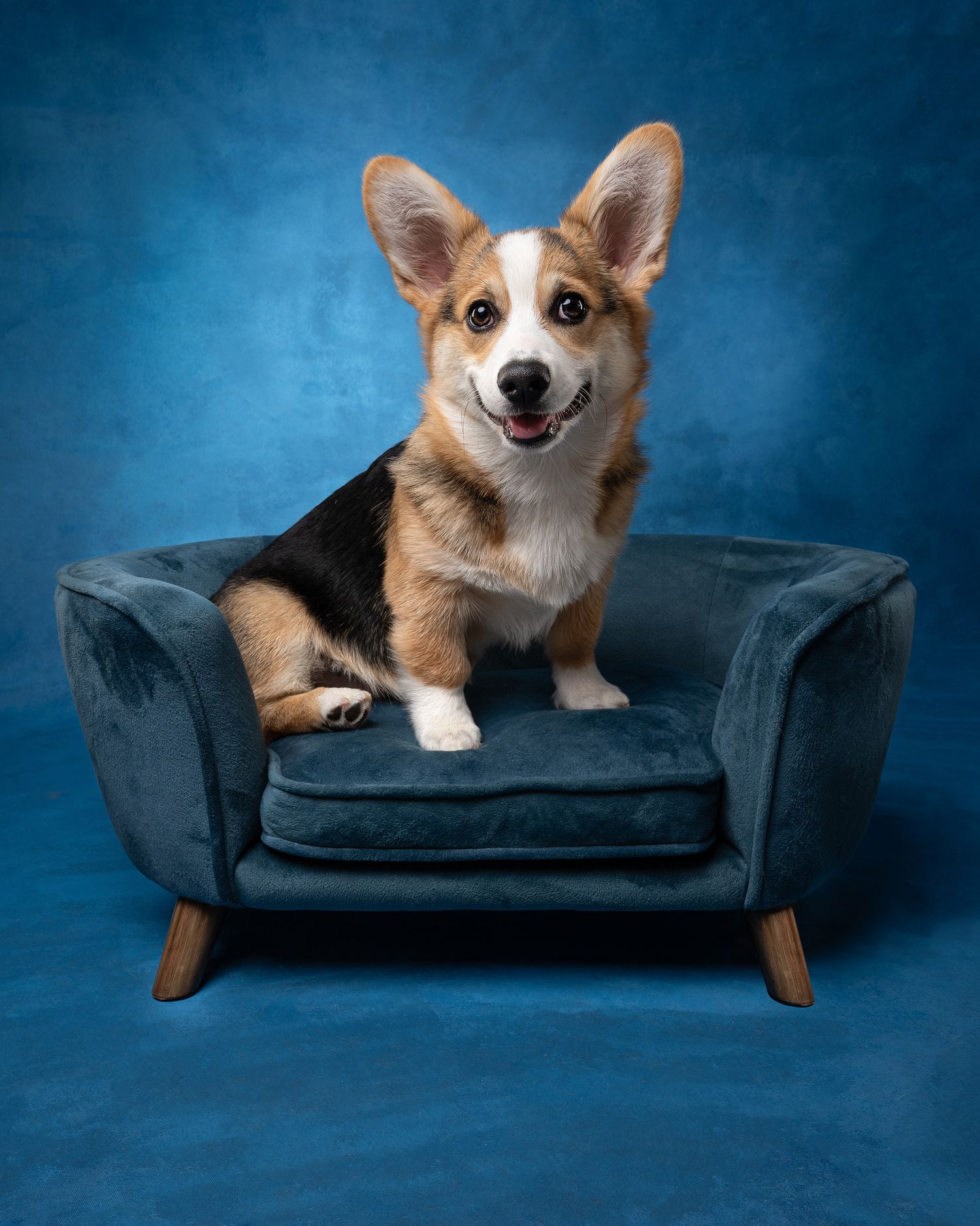 Adorable Corgi puppy sitting on a teal velvet mini sofa against a blue studio backdrop.