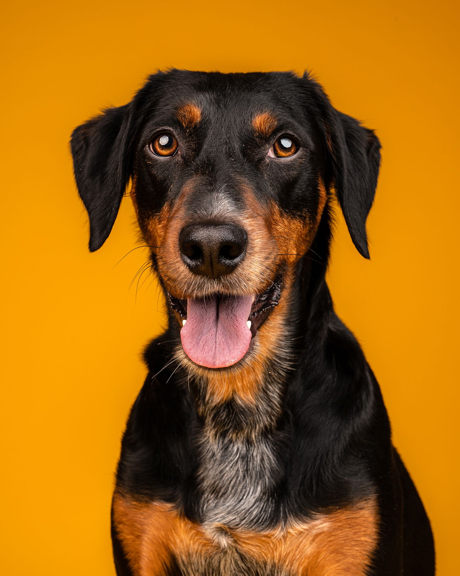A black and tan mixed breed dog with tongue out poses against a vibrant yellow studio background.