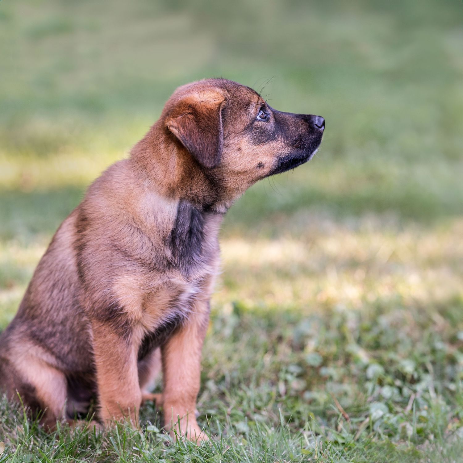 A brown puppy sits attentively on green grass, gazing upward with curiosity in a soft bokeh outdoor setting.