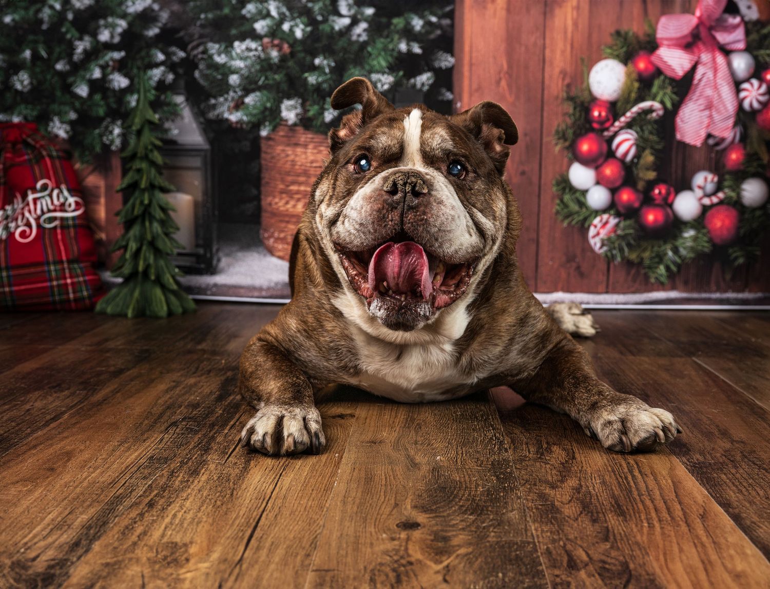A happy English Bulldog lies on hardwood floor surrounded by festive Christmas decorations.