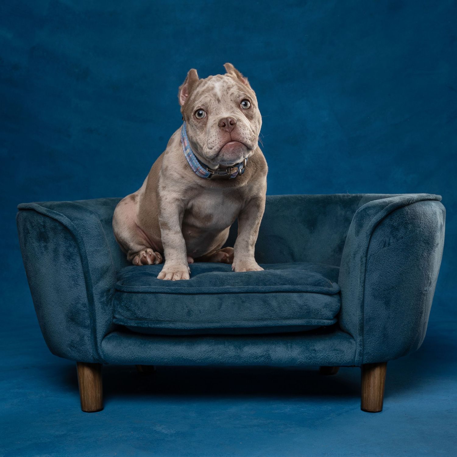 A stocky bulldog sits on a miniature teal velvet sofa with wooden legs against a blue backdrop.