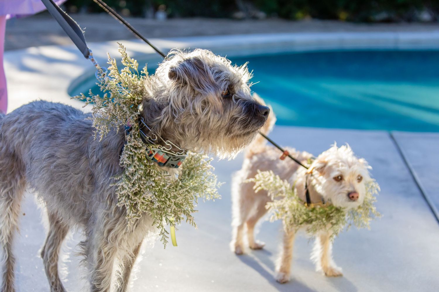 Two small terrier-type dogs walking together on a pool deck in bright sunlight.